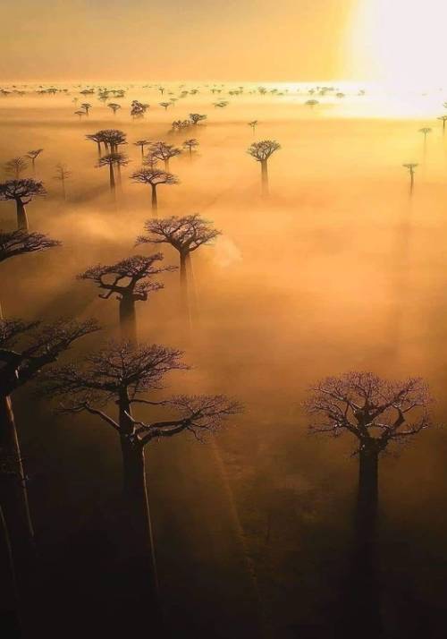 baobab in madagascar