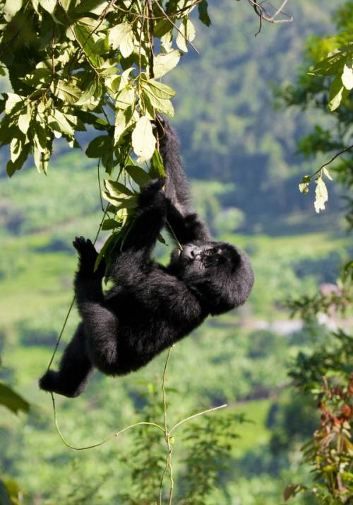 cucciolo di gorilla su liana
