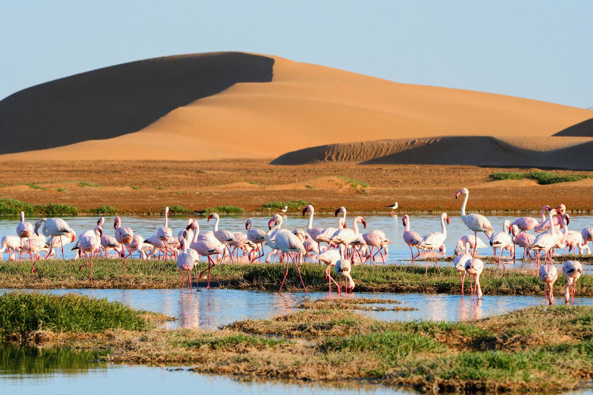 fenicotteri walvis bay namibia