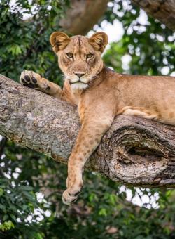 leonessa su albero