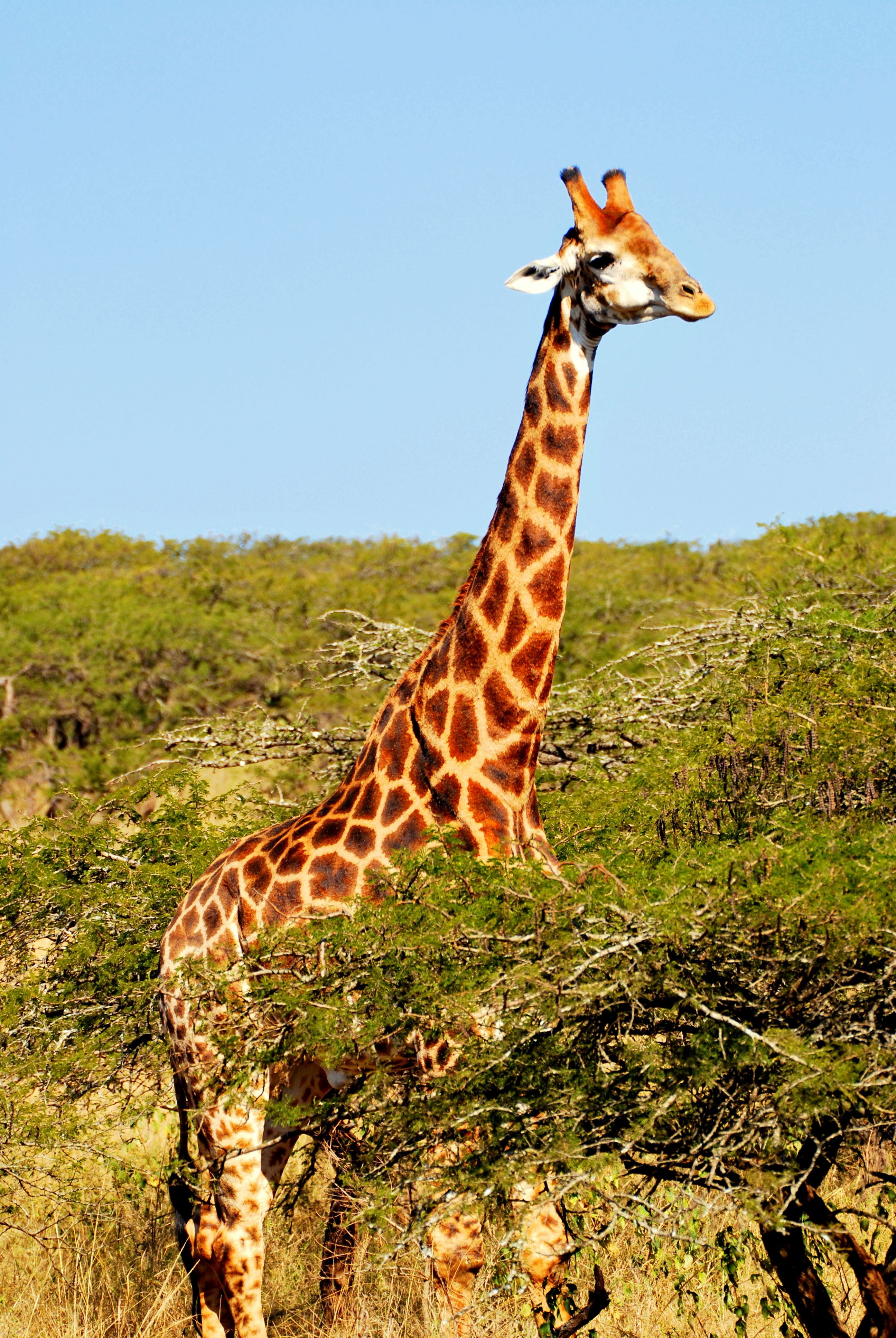 giraffa