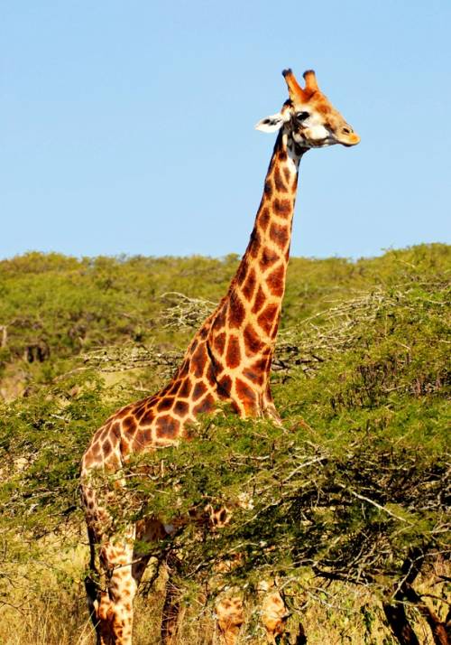 giraffa