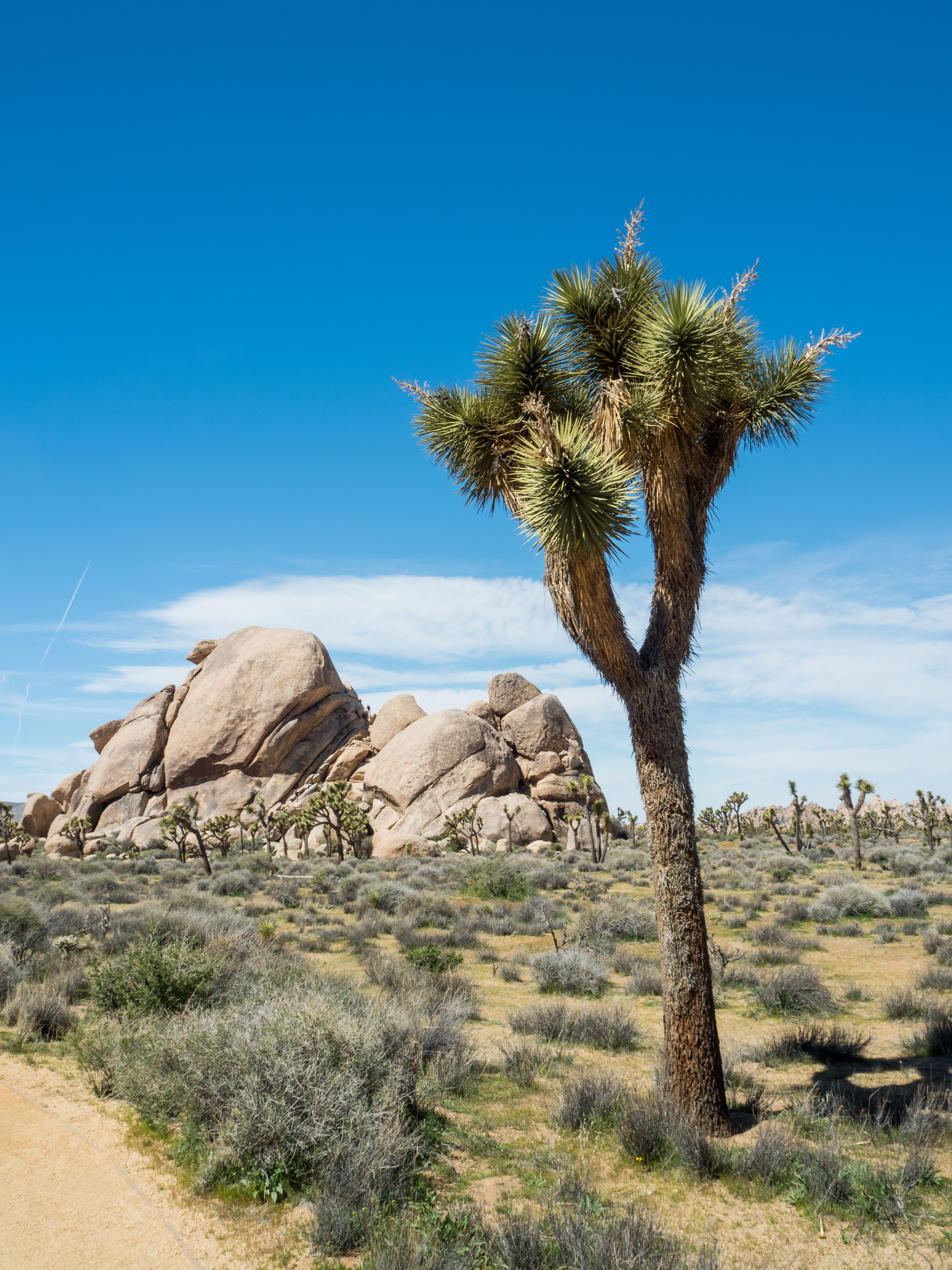 joshua tree national park