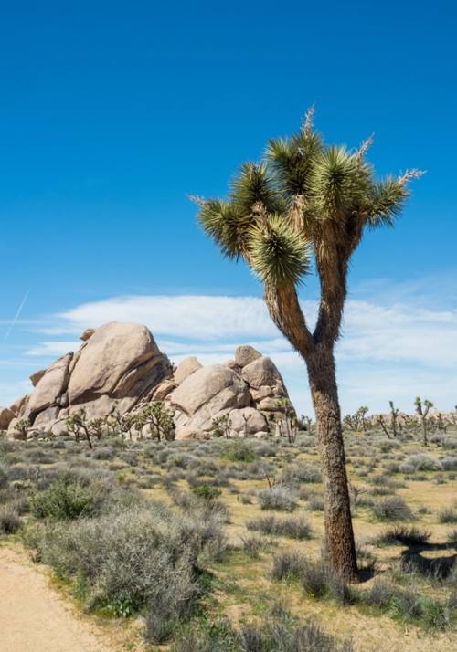 joshua tree national park