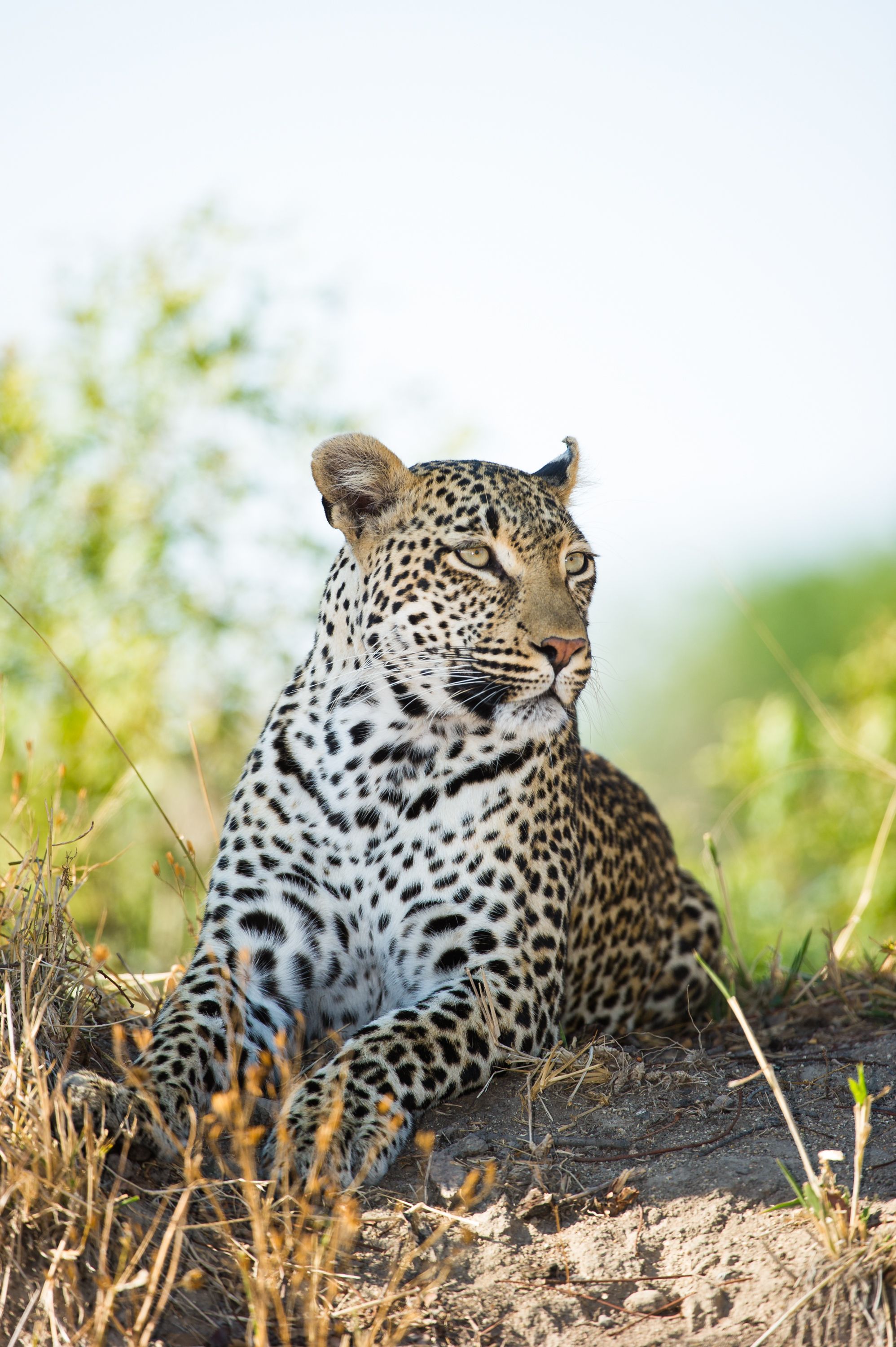 safari nella riserva mjejane