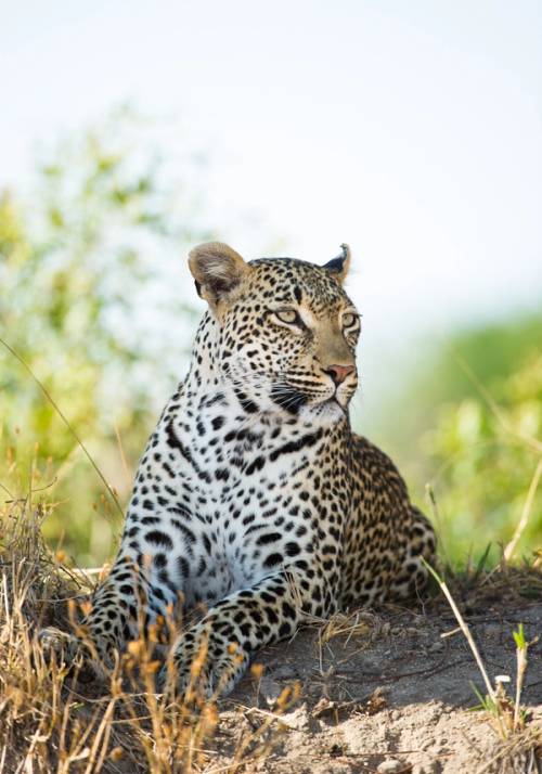 safari nella riserva mjejane