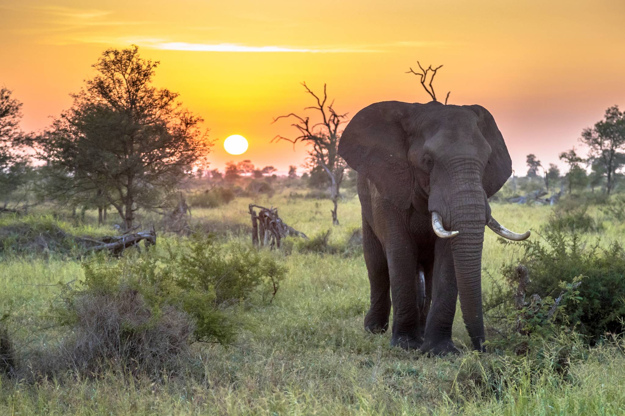 elefante in mezzo al bush al tramonto