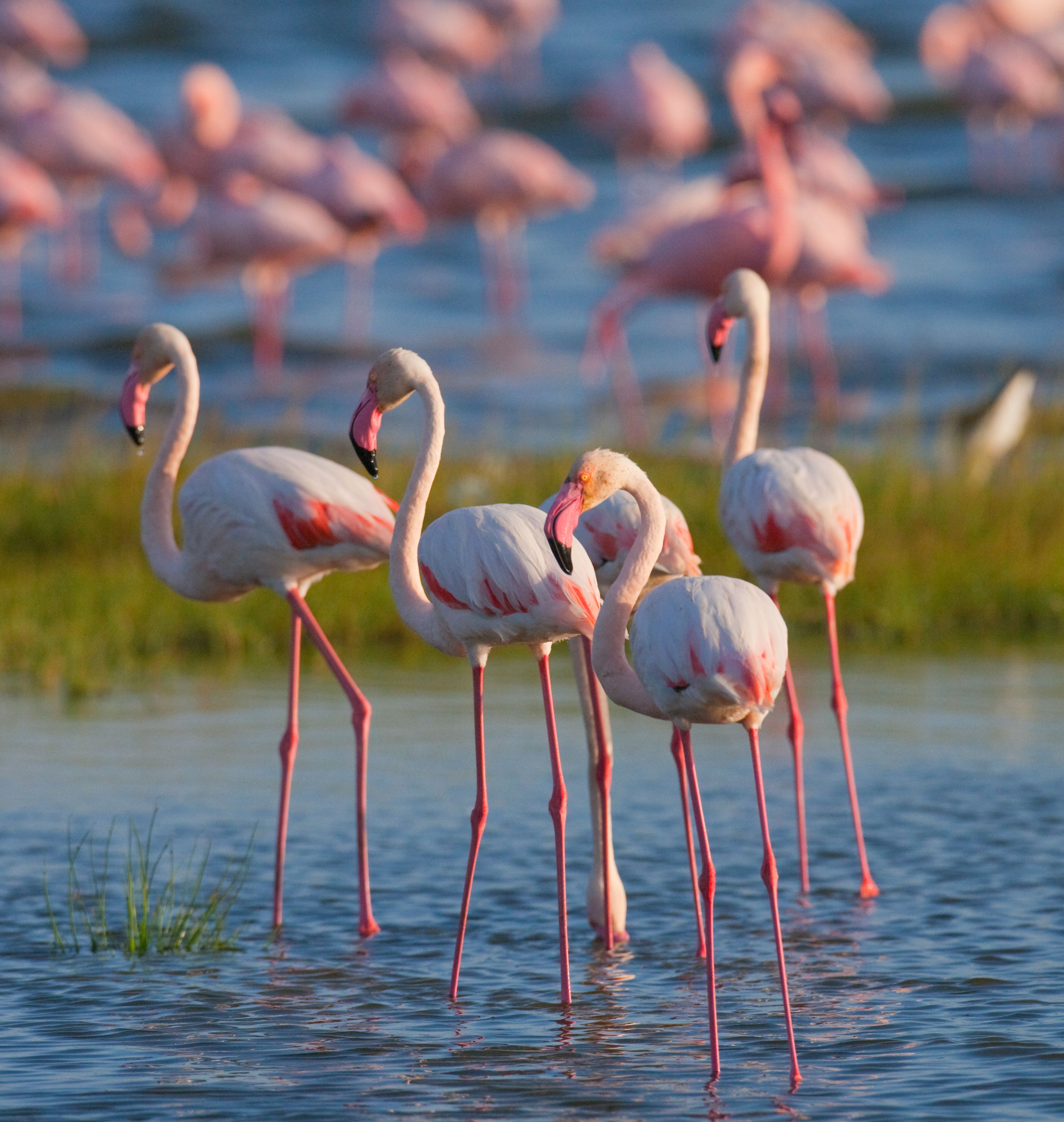 fenicotteri lago nakuru