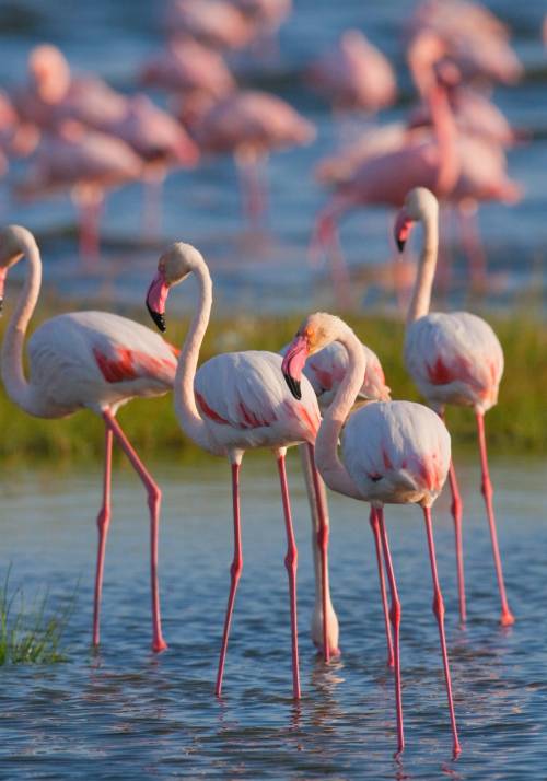 fenicotteri al lago nakuru