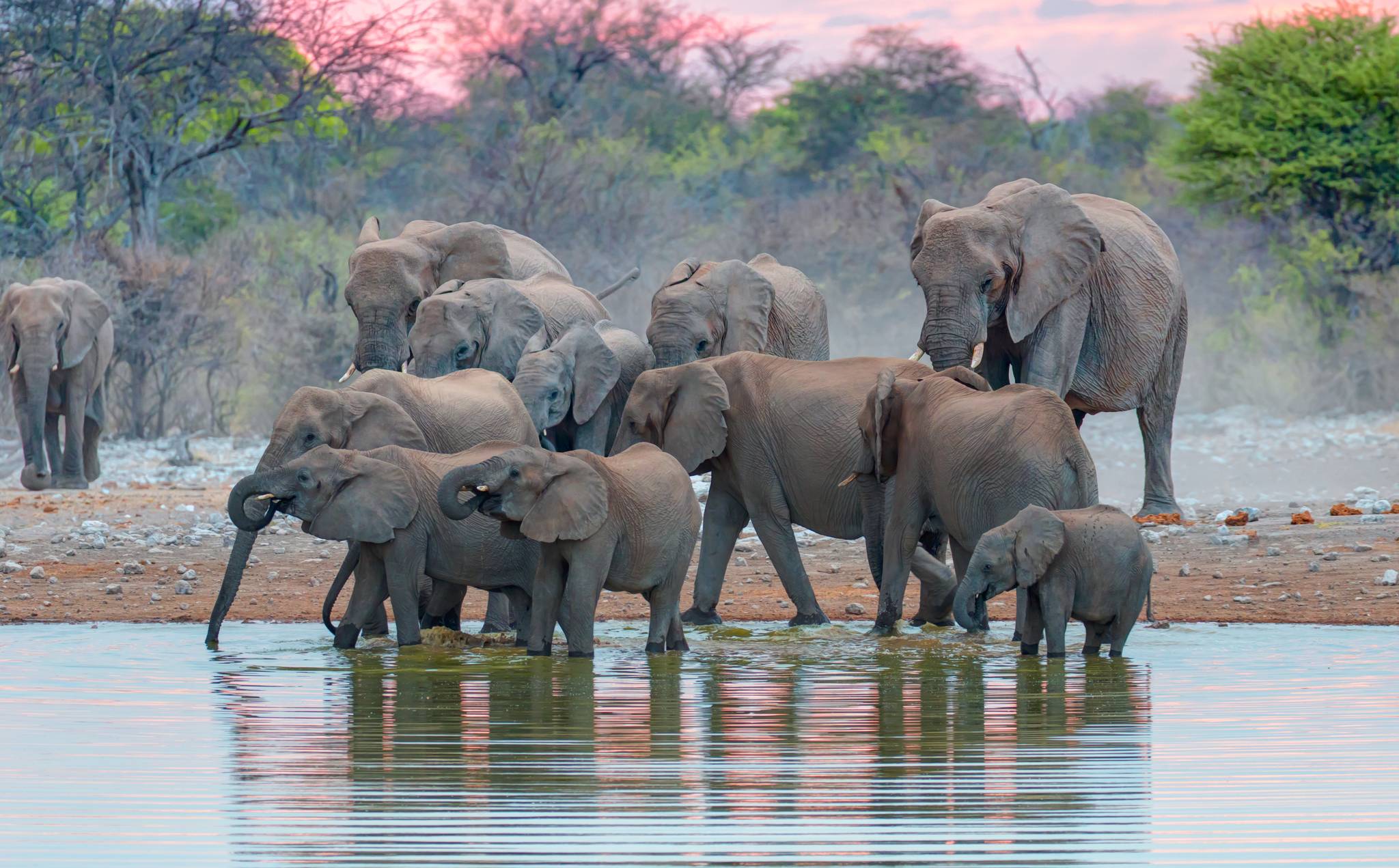 elefanti nel parco nazionale etosha