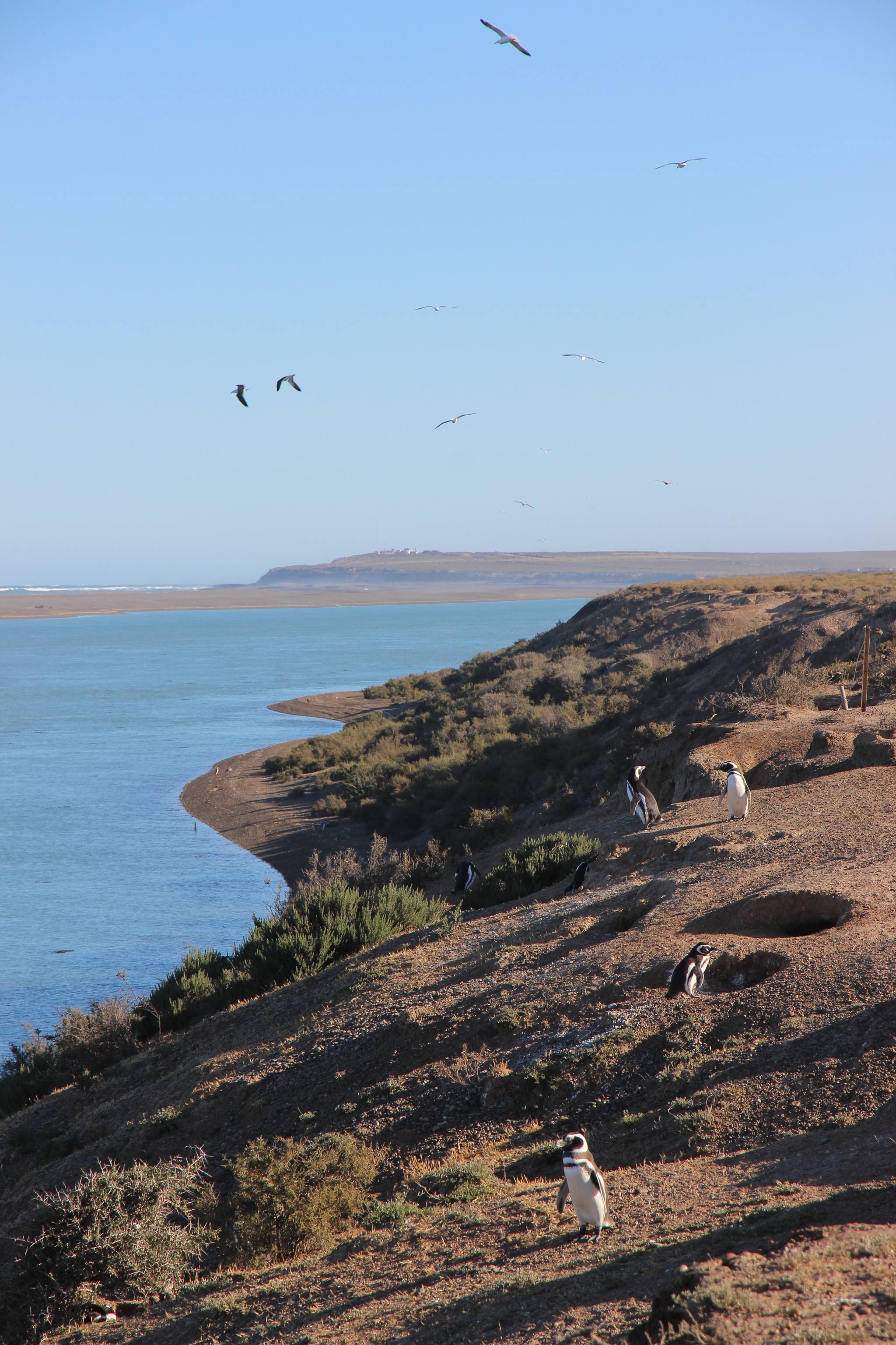 trelew