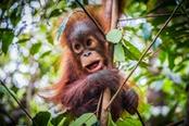 isola degli oranghi malesia