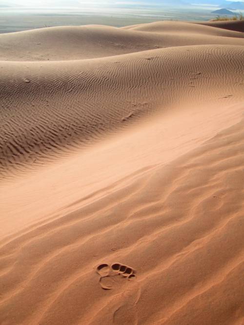 kalahari desert
