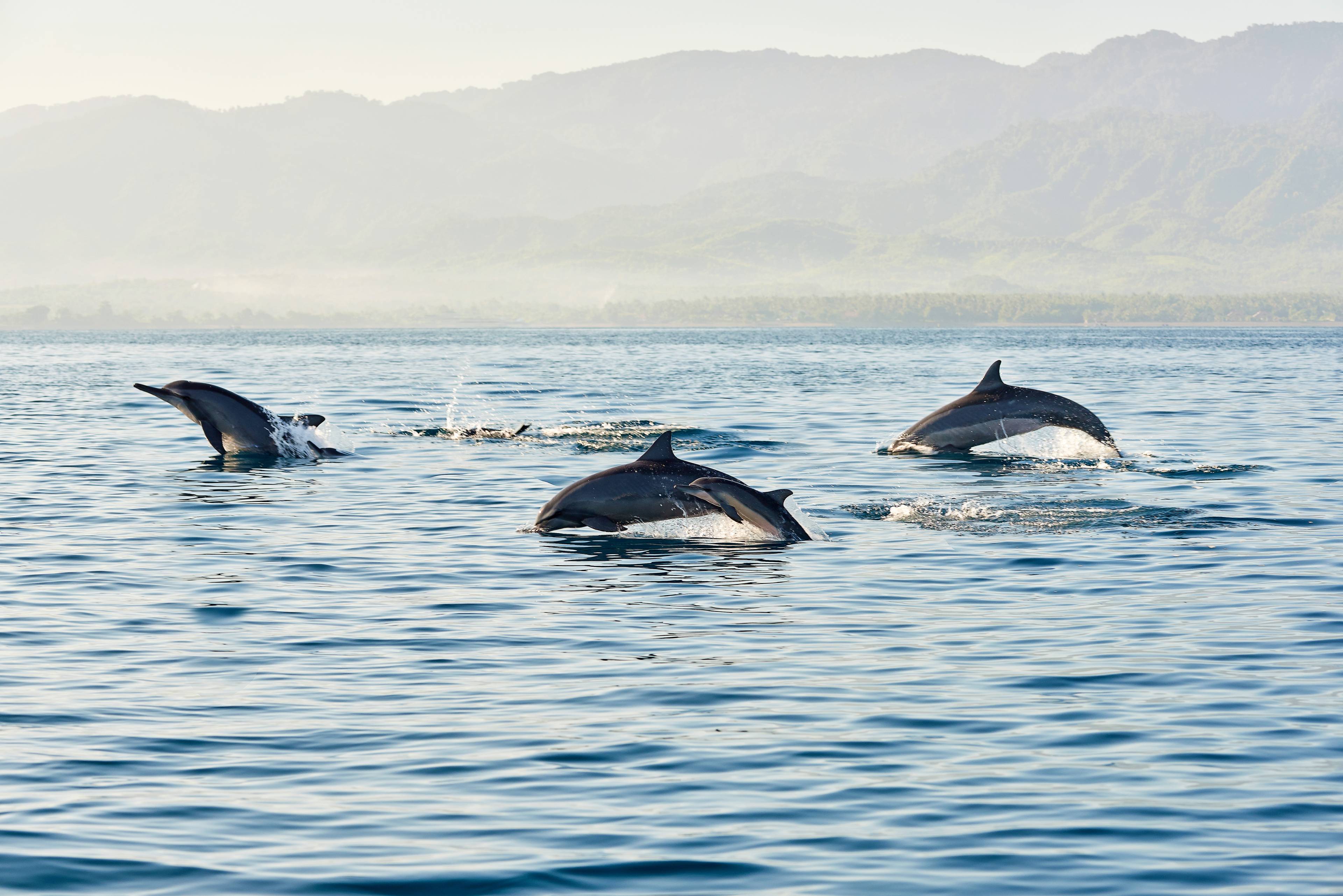 delfini in mare