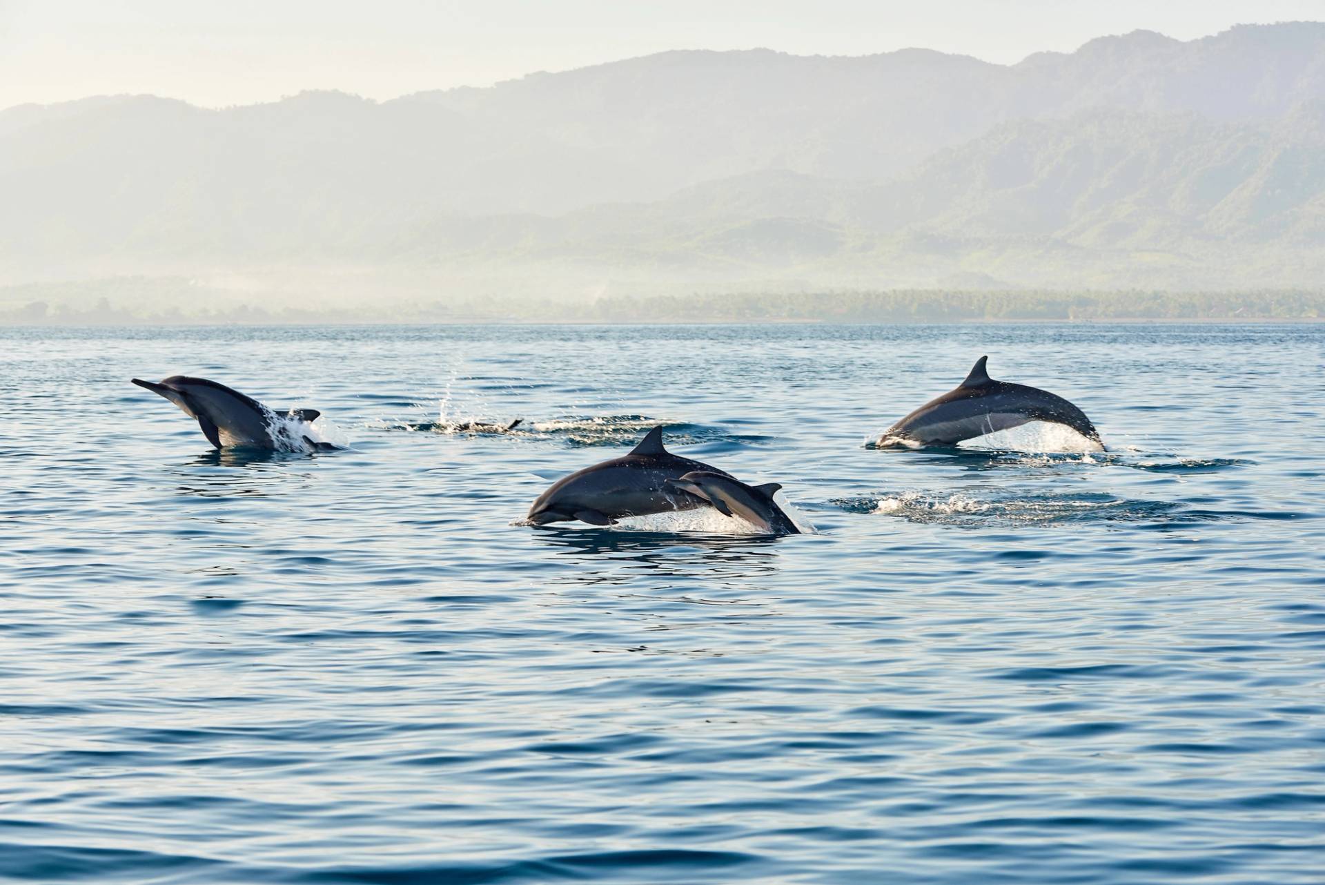 dolphins in the sea