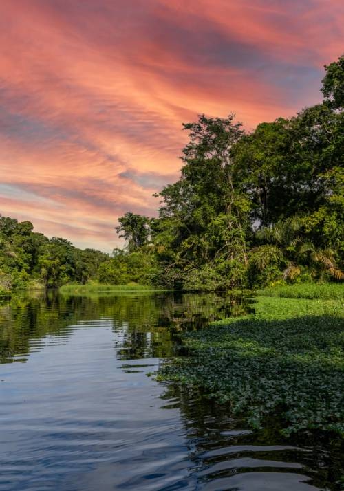 tortuguero