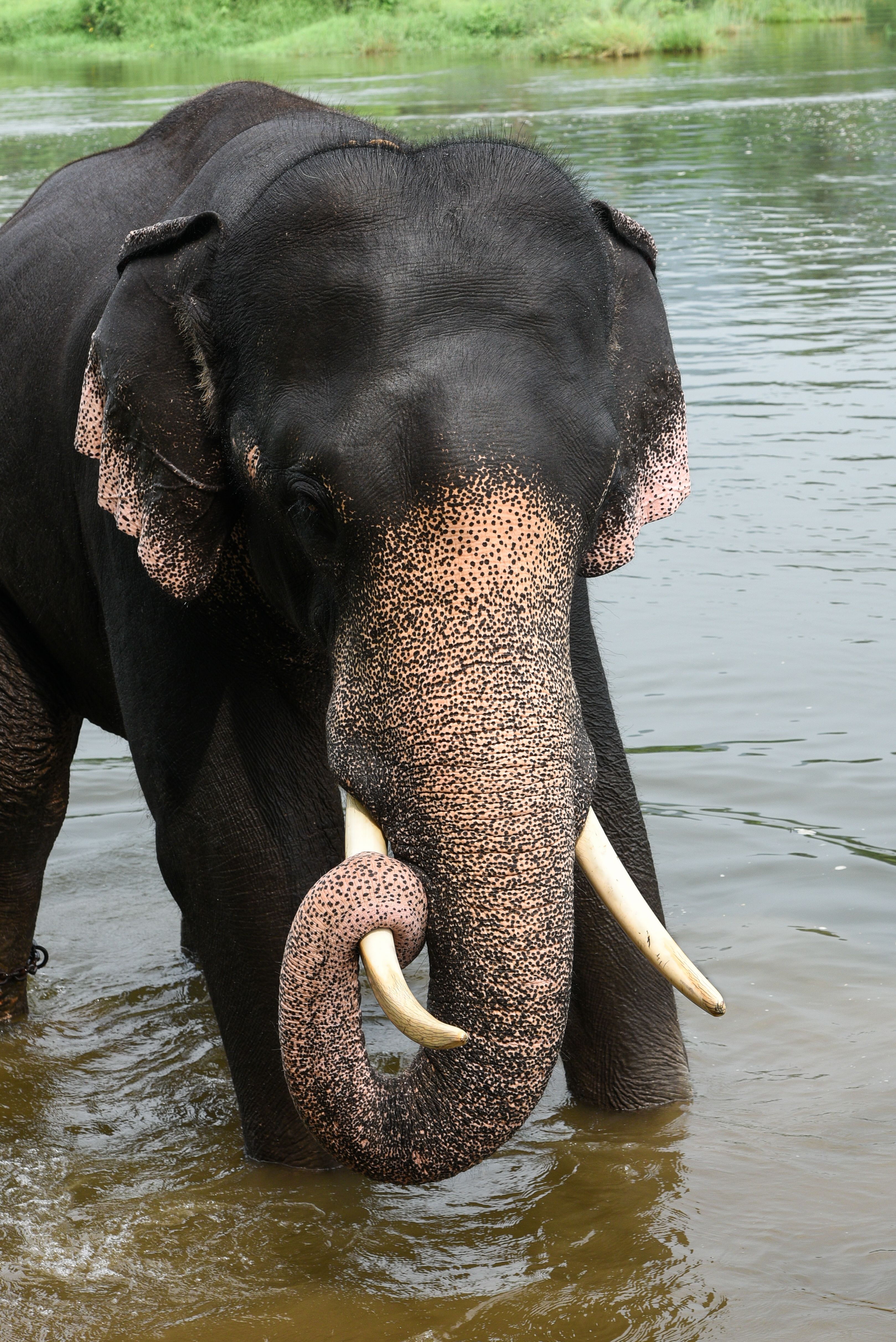 elephant