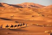 escursione deserto dubai cammello