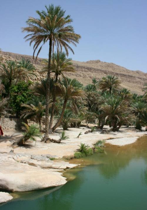 whadi bani acqua e palma