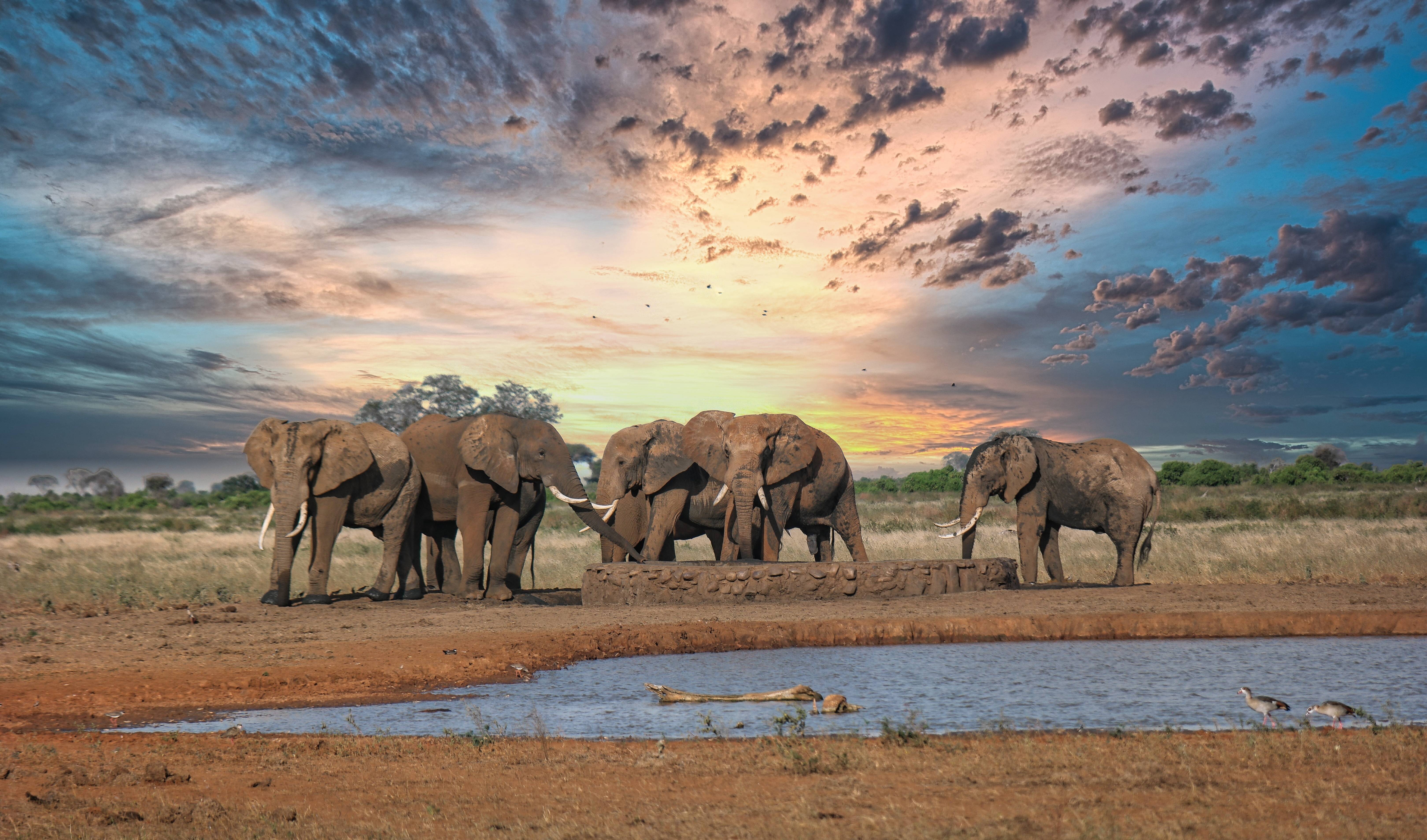 elefanti e tramonto tanzania