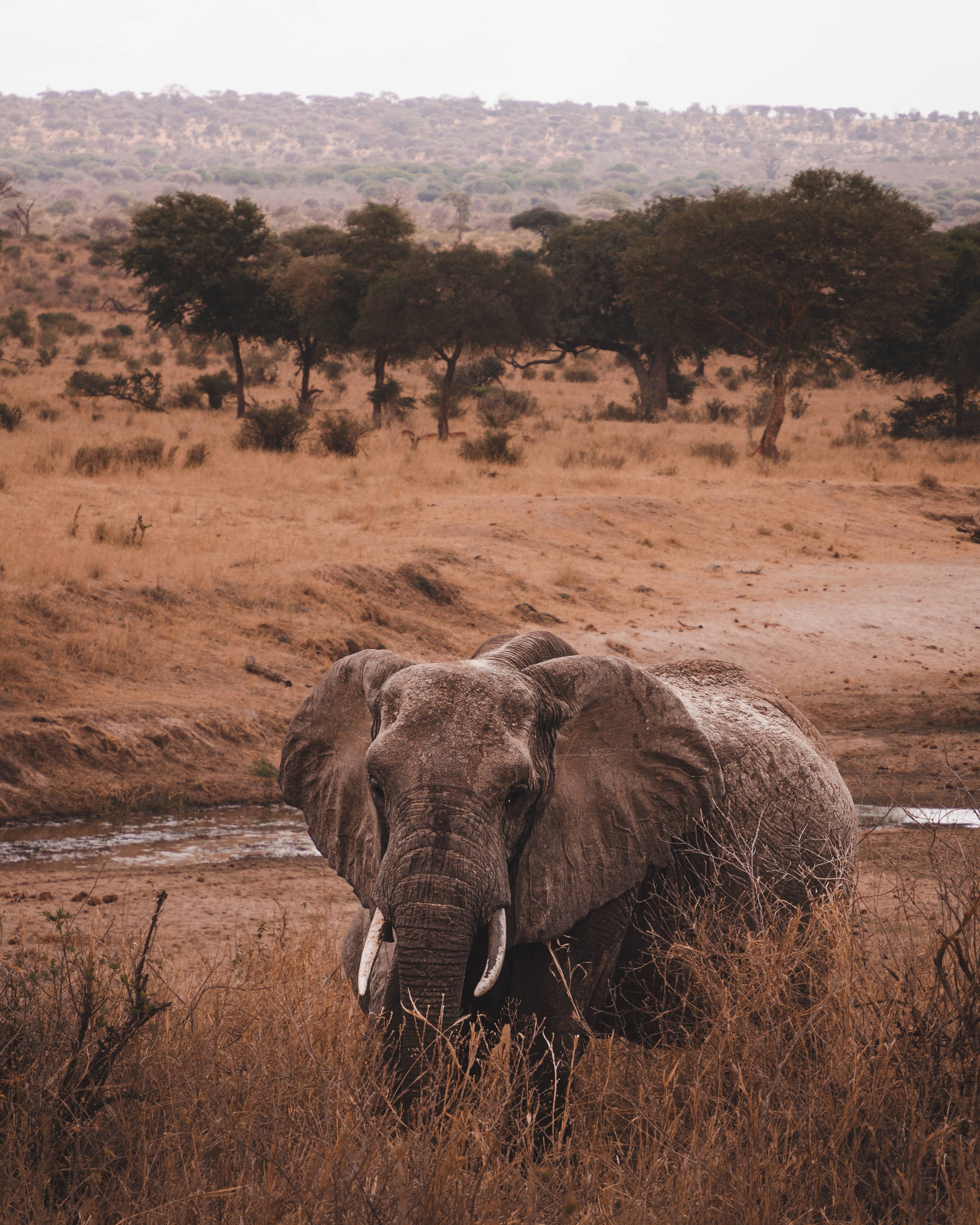 elefante nella savana