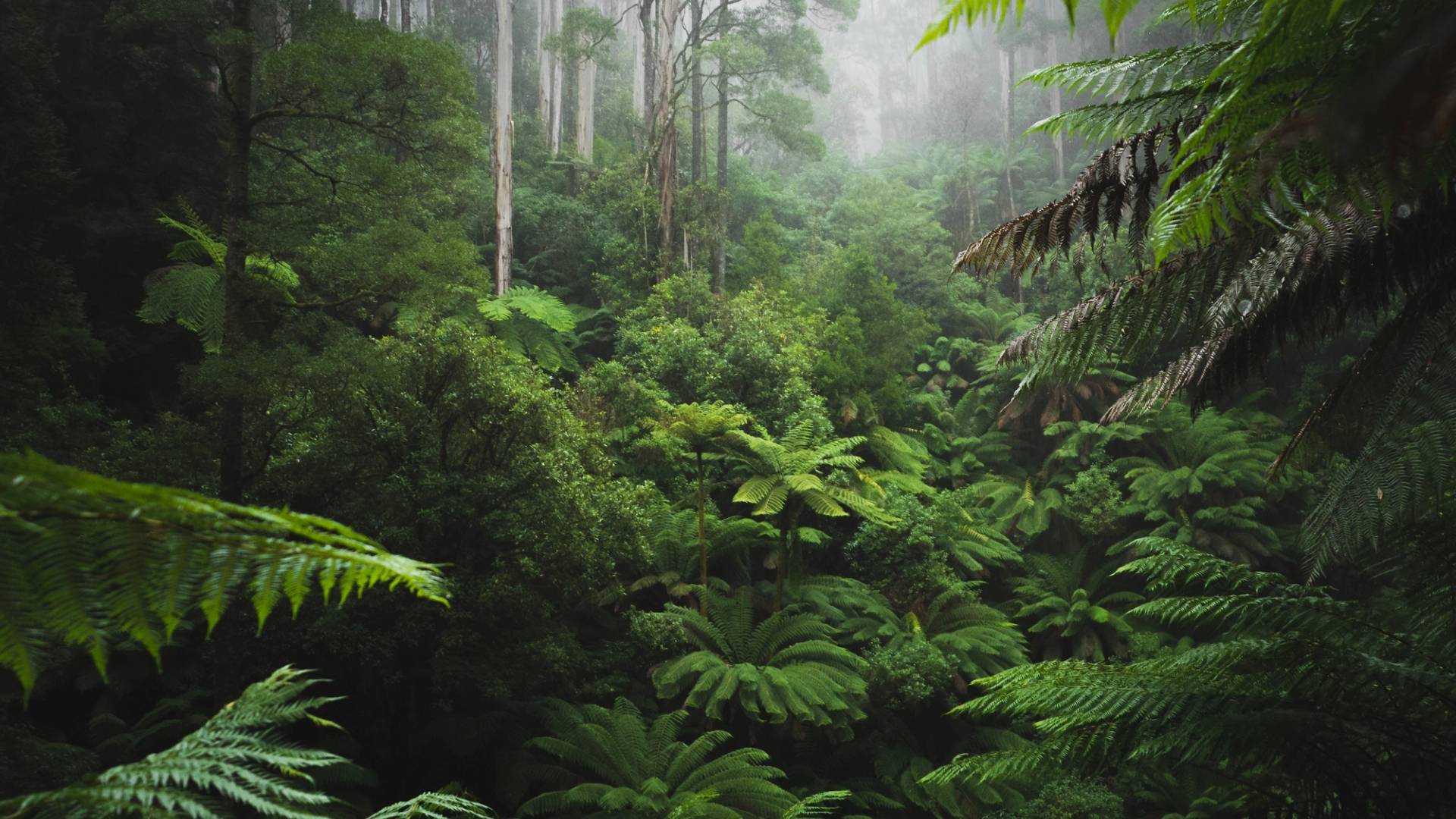 organized group trips to the jungle