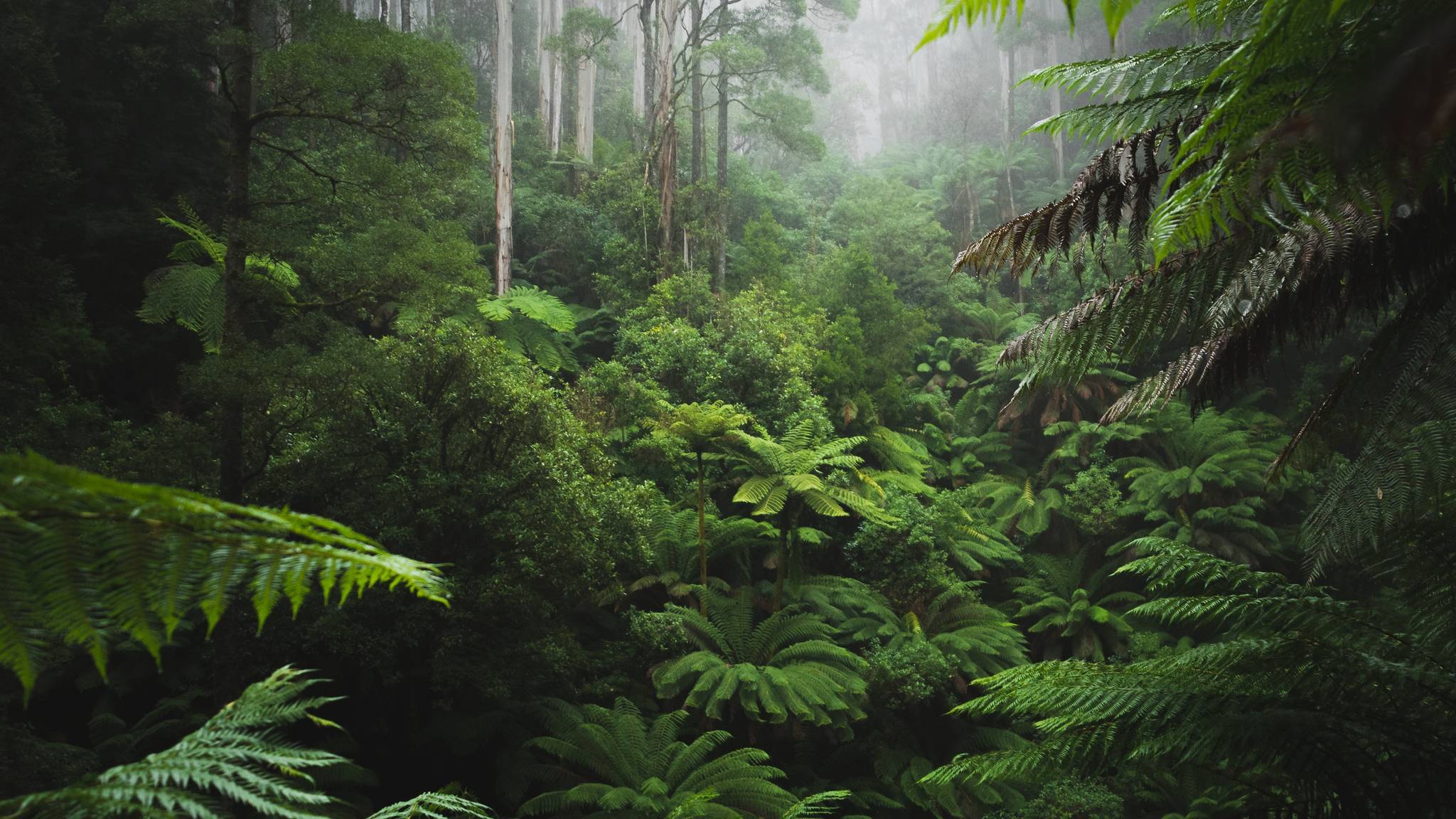 organized group trips to the jungle