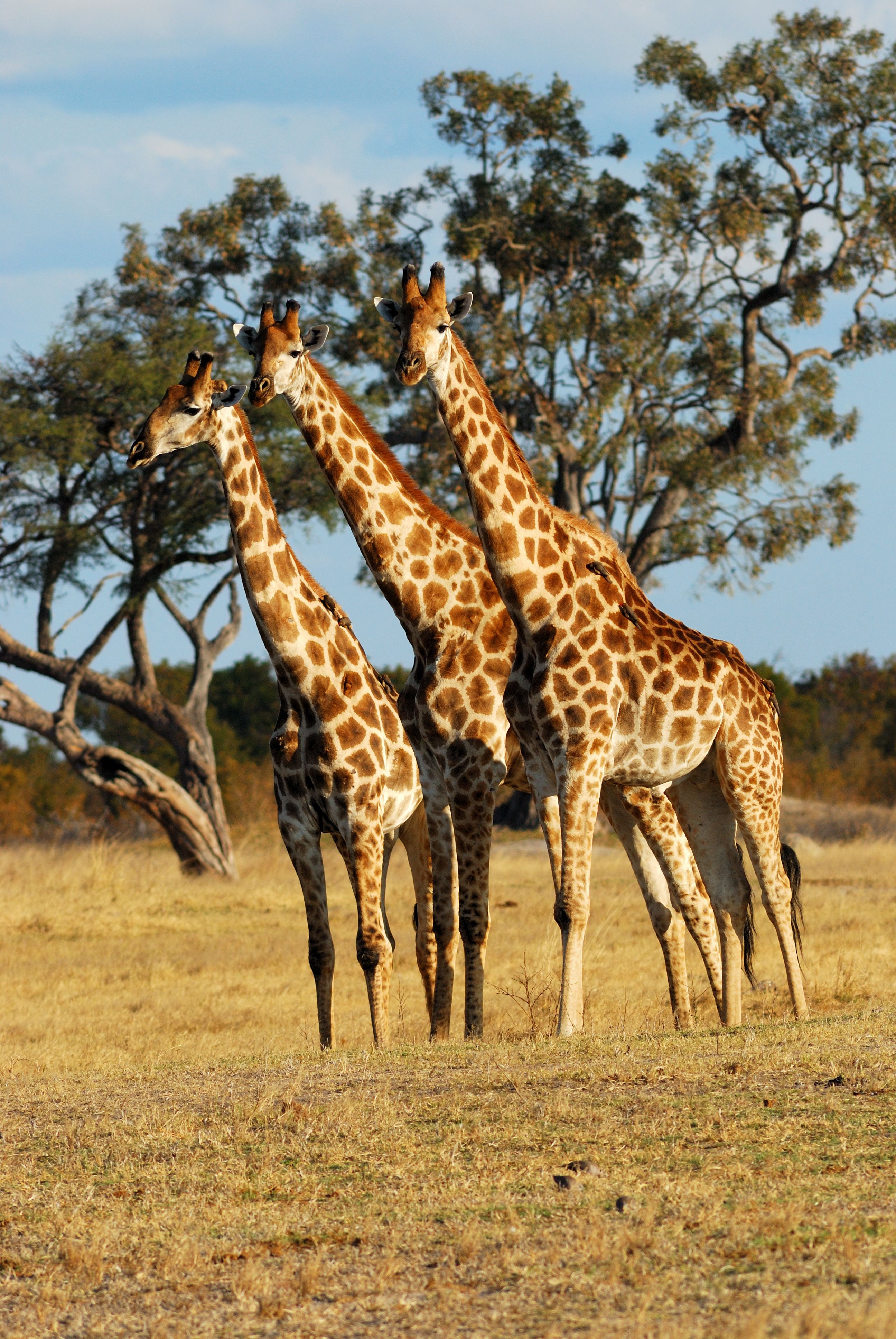 giraffe at Hwange National Park