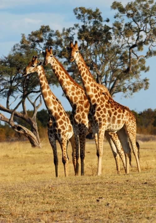 giraffe at Hwange National Park
