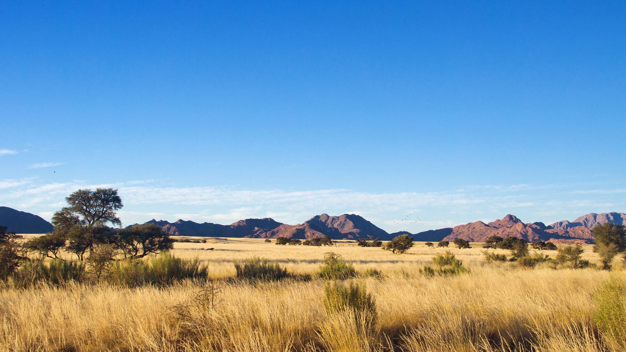 organized group tours in the savannah