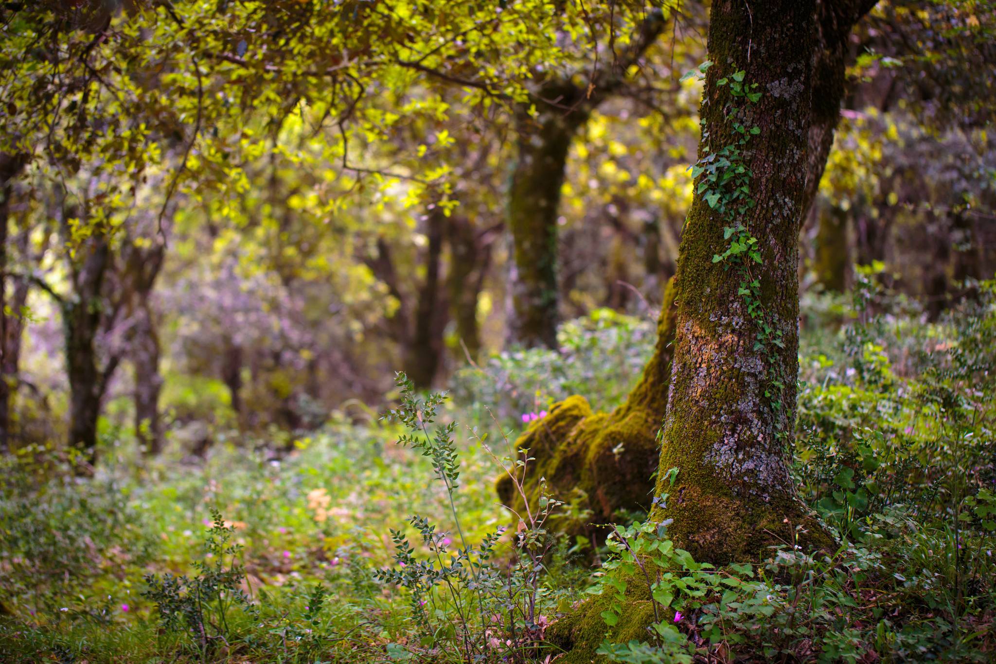 bosco di ficuzza ricoperto di lavanda