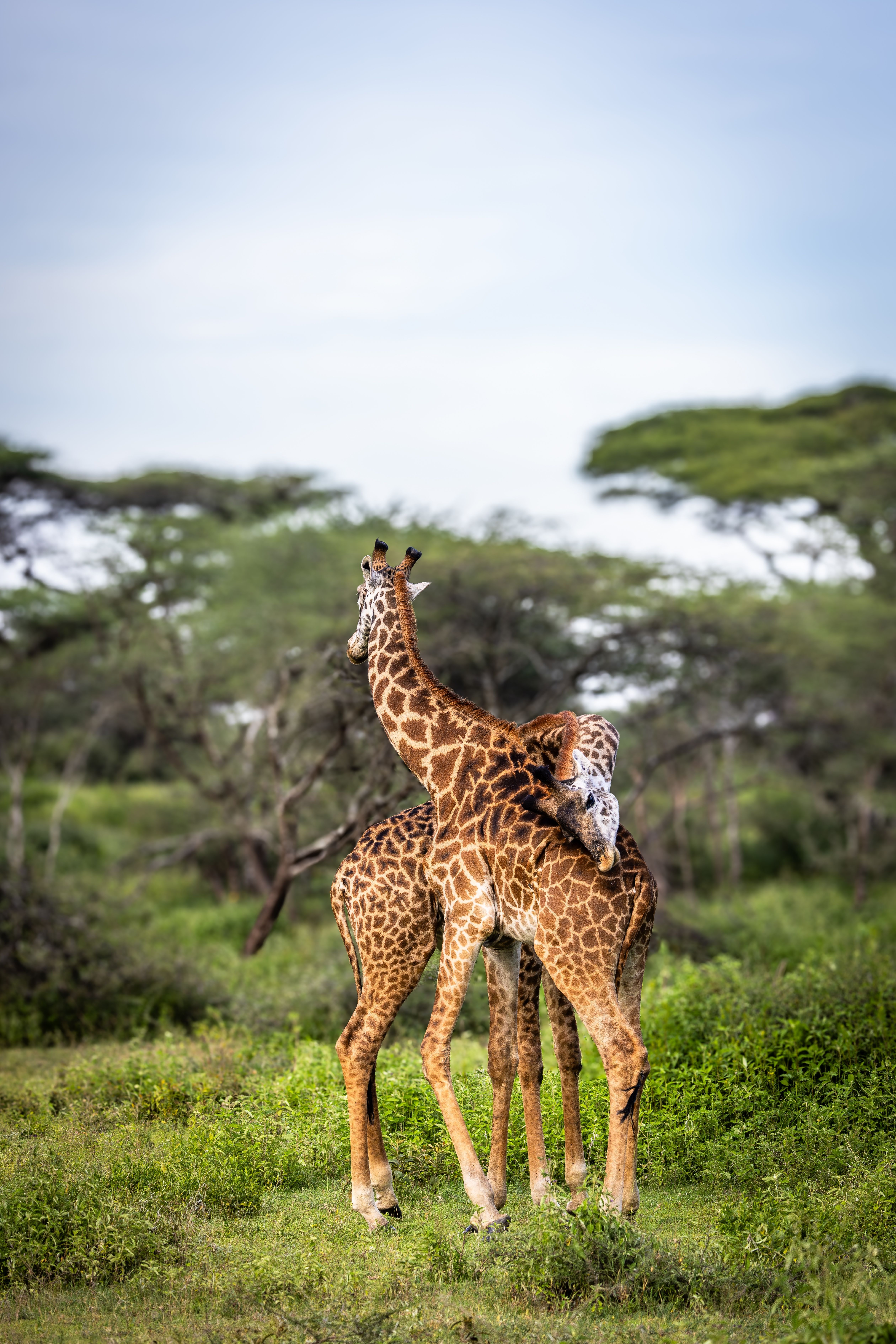 ndutu plains