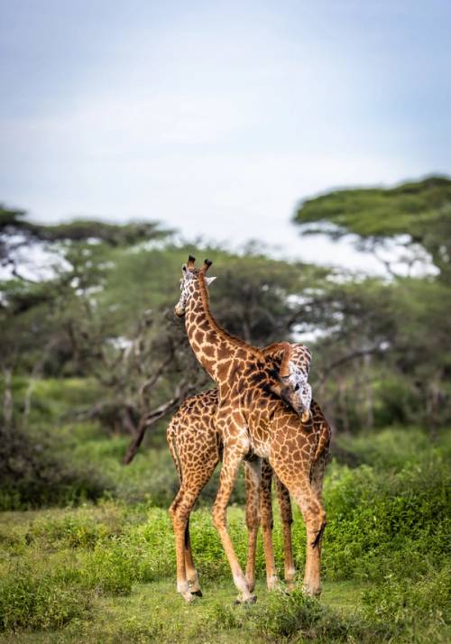 ndutu plains