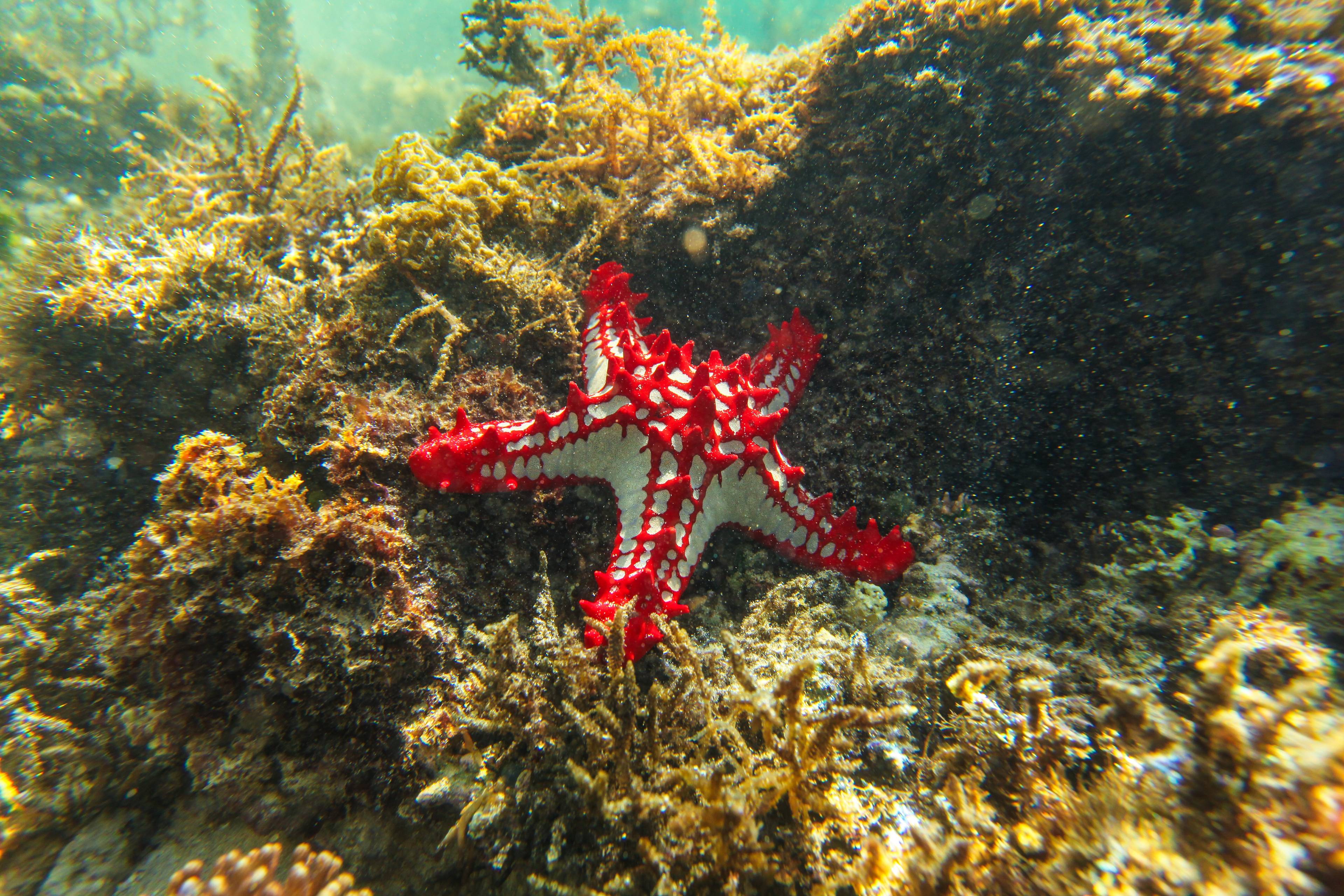 stella marina sott acqua