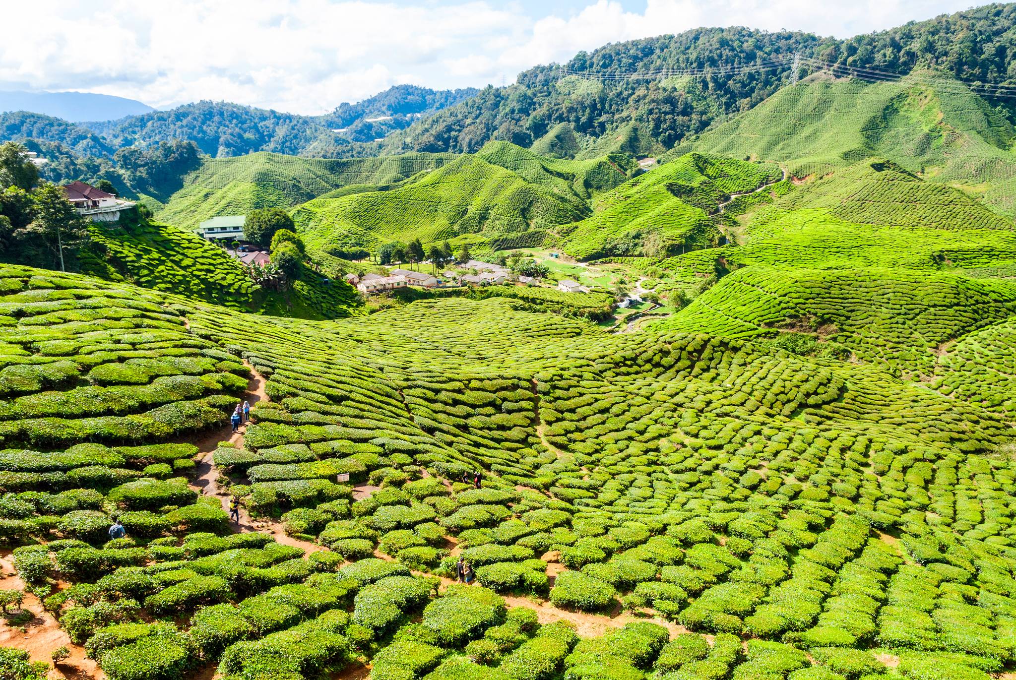 cameron highlands