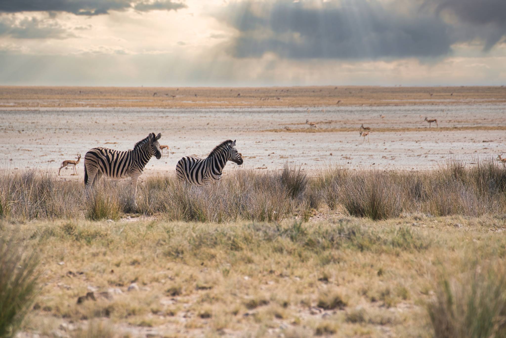 parco nazionale etosha