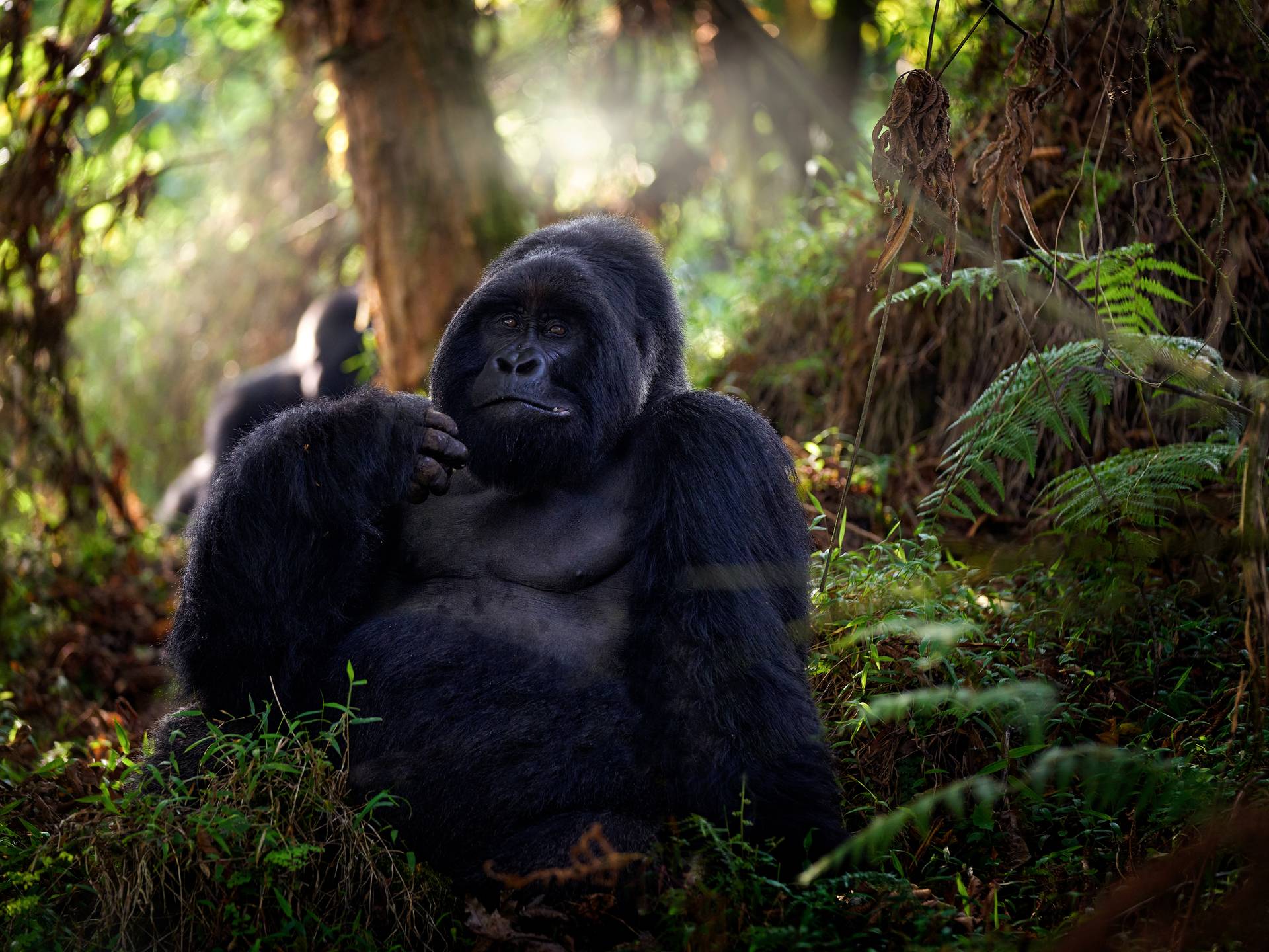 The primates of Uganda cover