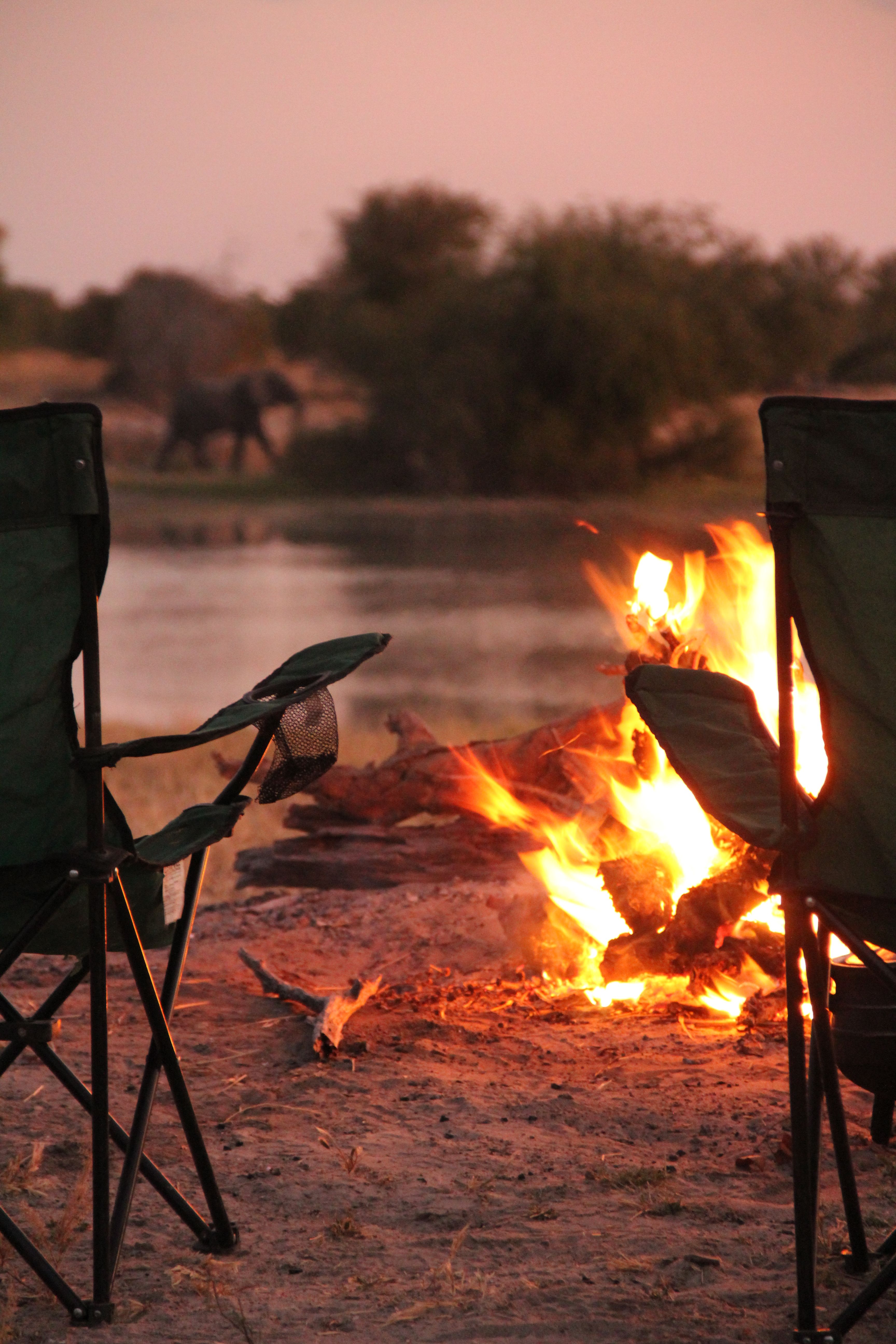 falo nella savana africana