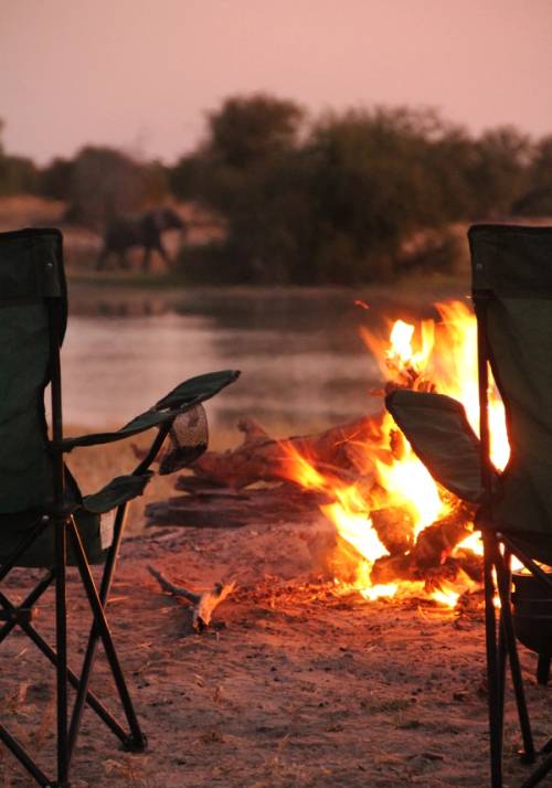 falo nella savana africana