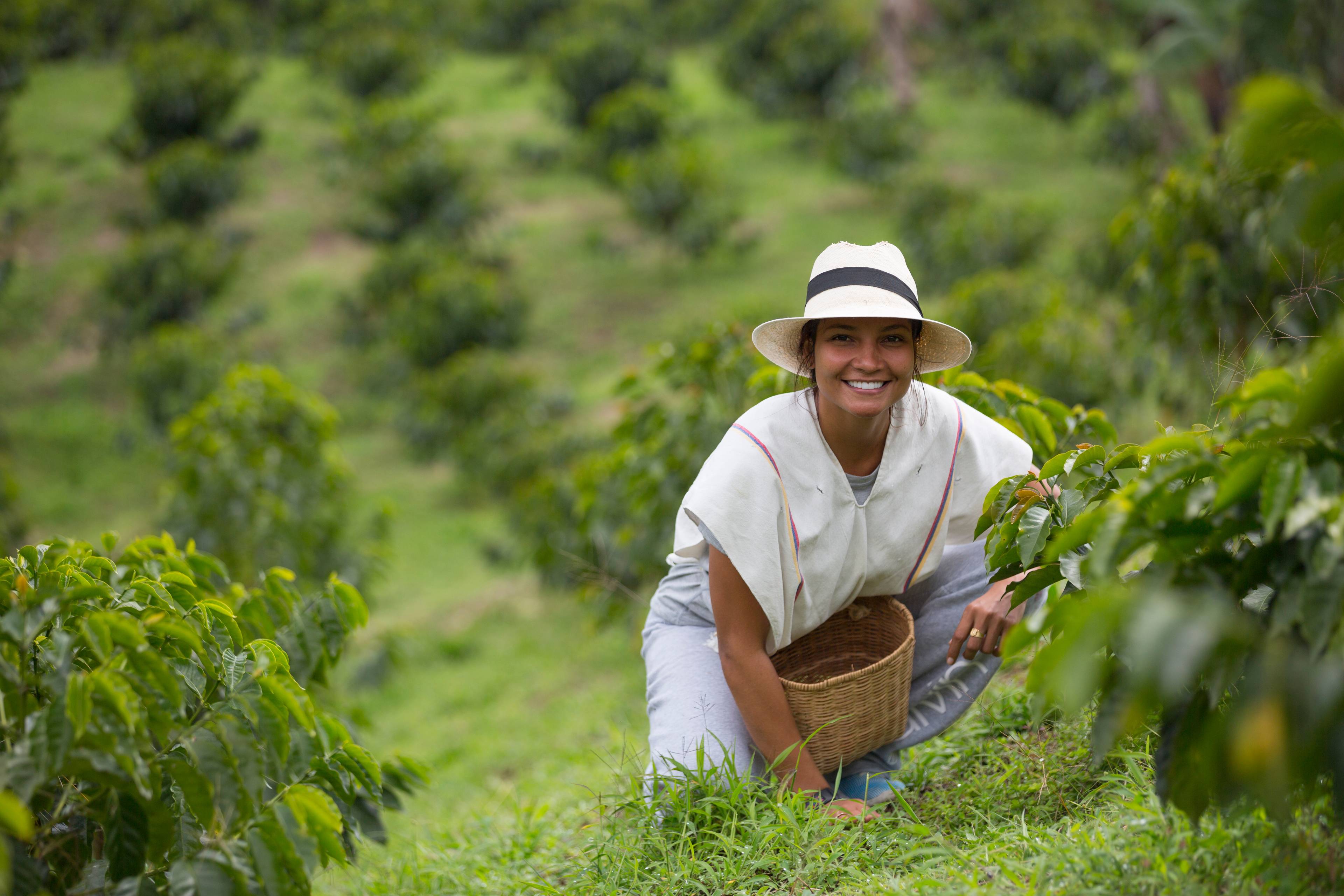 ragazza raccoglie caffè in una piantagione in colombia