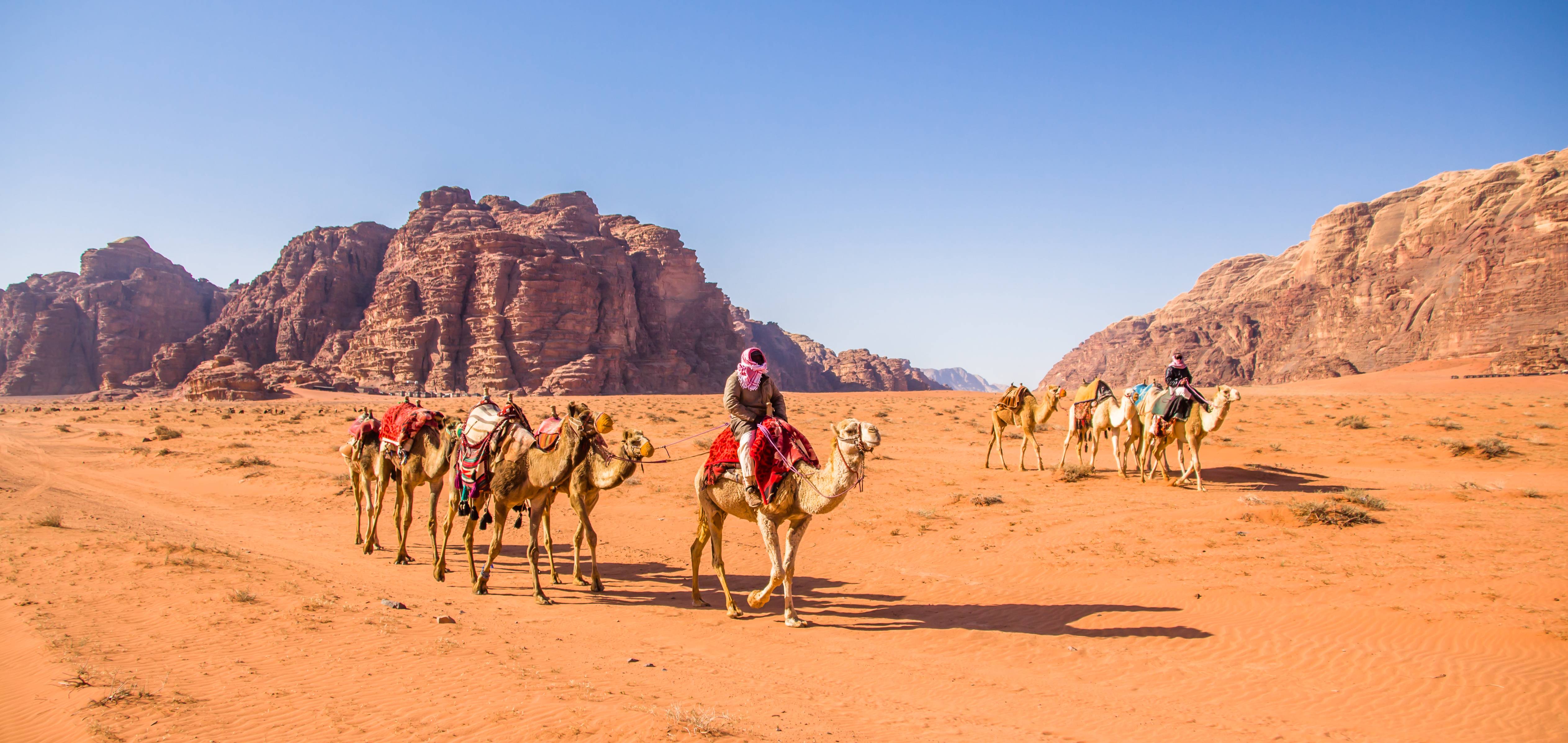 beduini a bordo di cammelli nel deserto del wadi rum in giordania