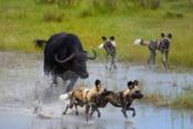animali corrono nel fiume okavango