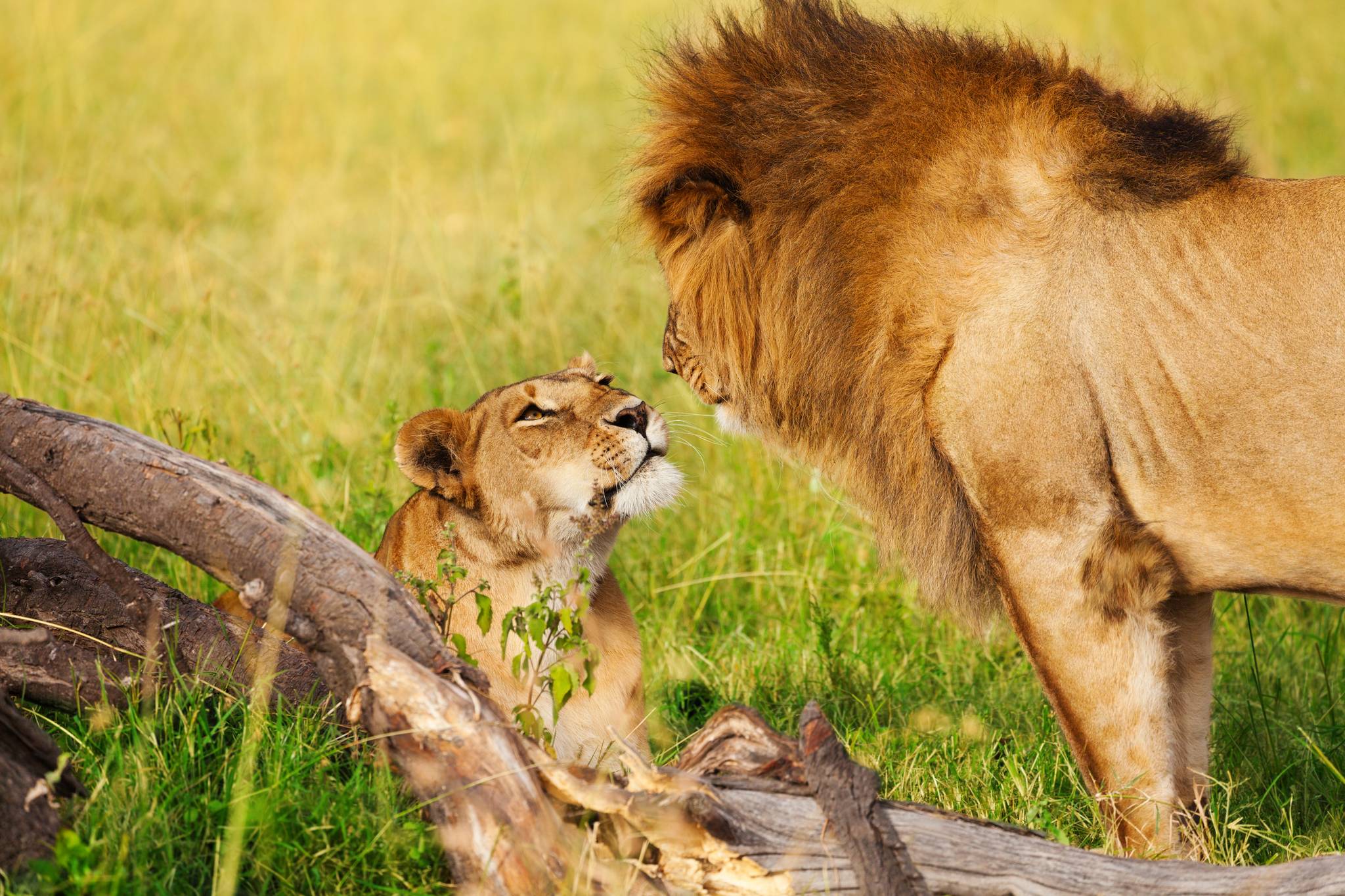 amboseli