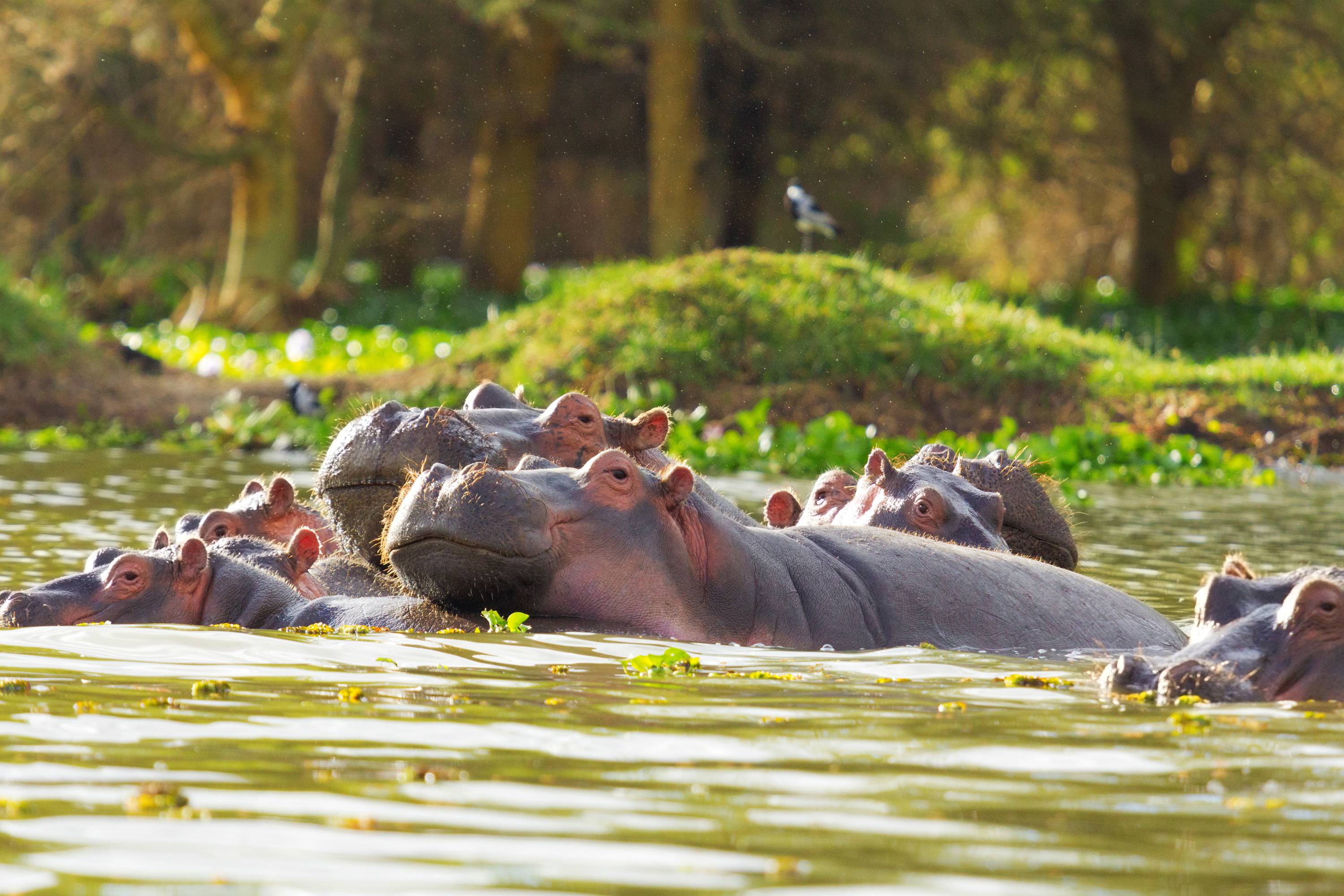 ippopotami al lago naivasha