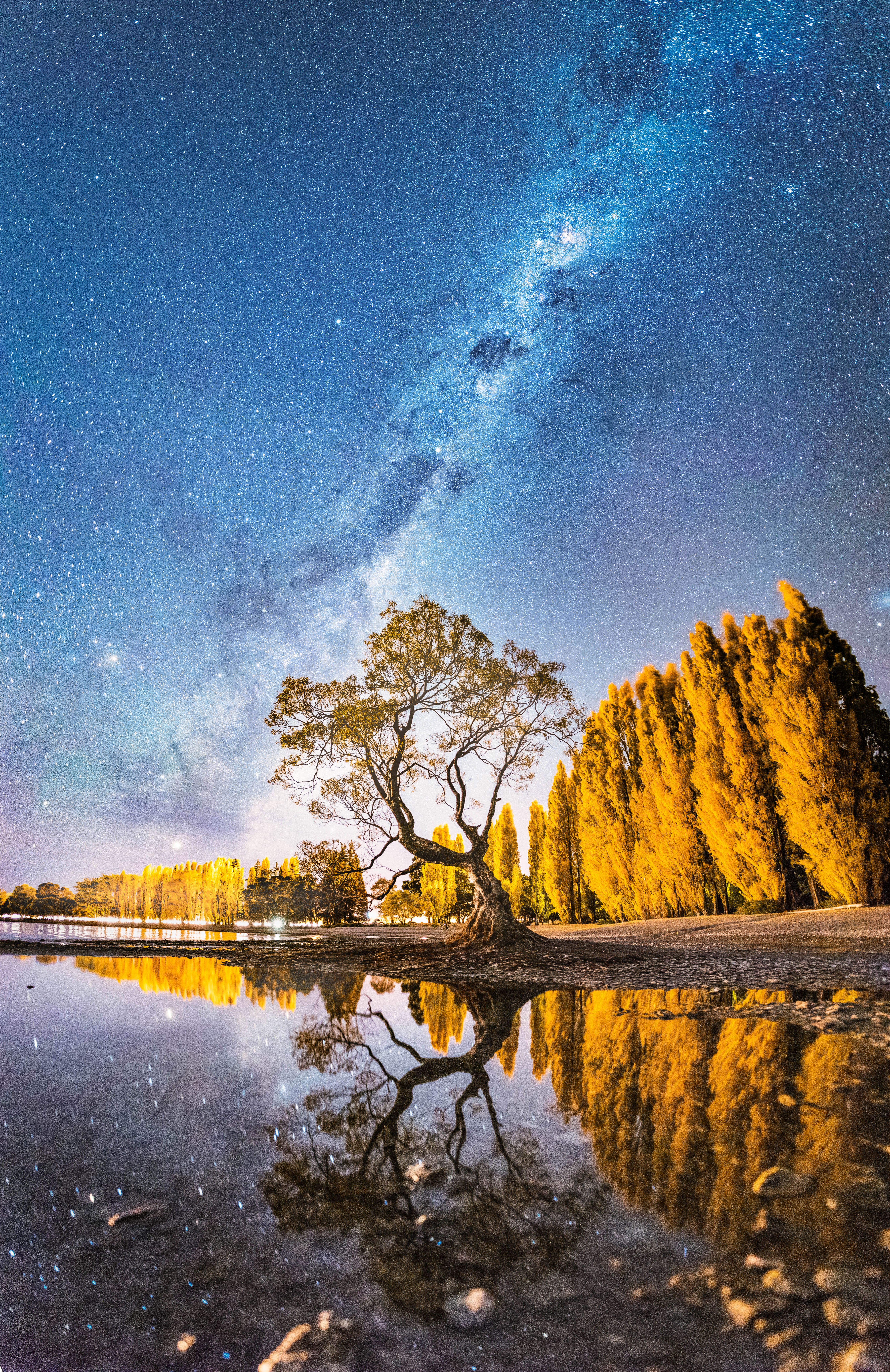 via lattea dietro ad albero nella notte in nuova zelanda