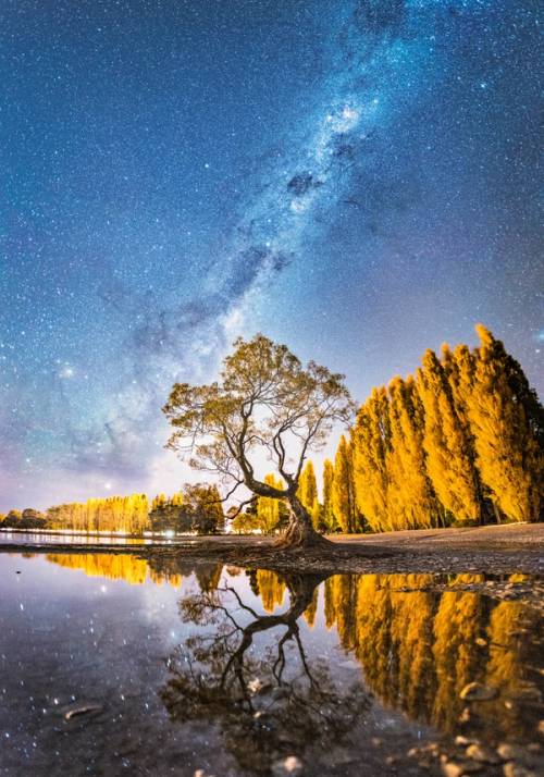 via lattea dietro ad albero nella notte in nuova zelanda
