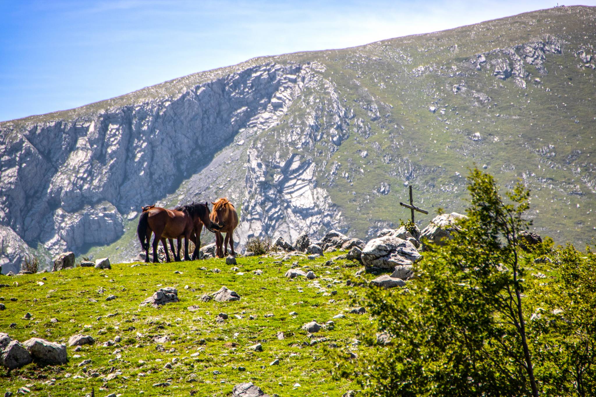 bosco del parco nazionale del pollino in calabria