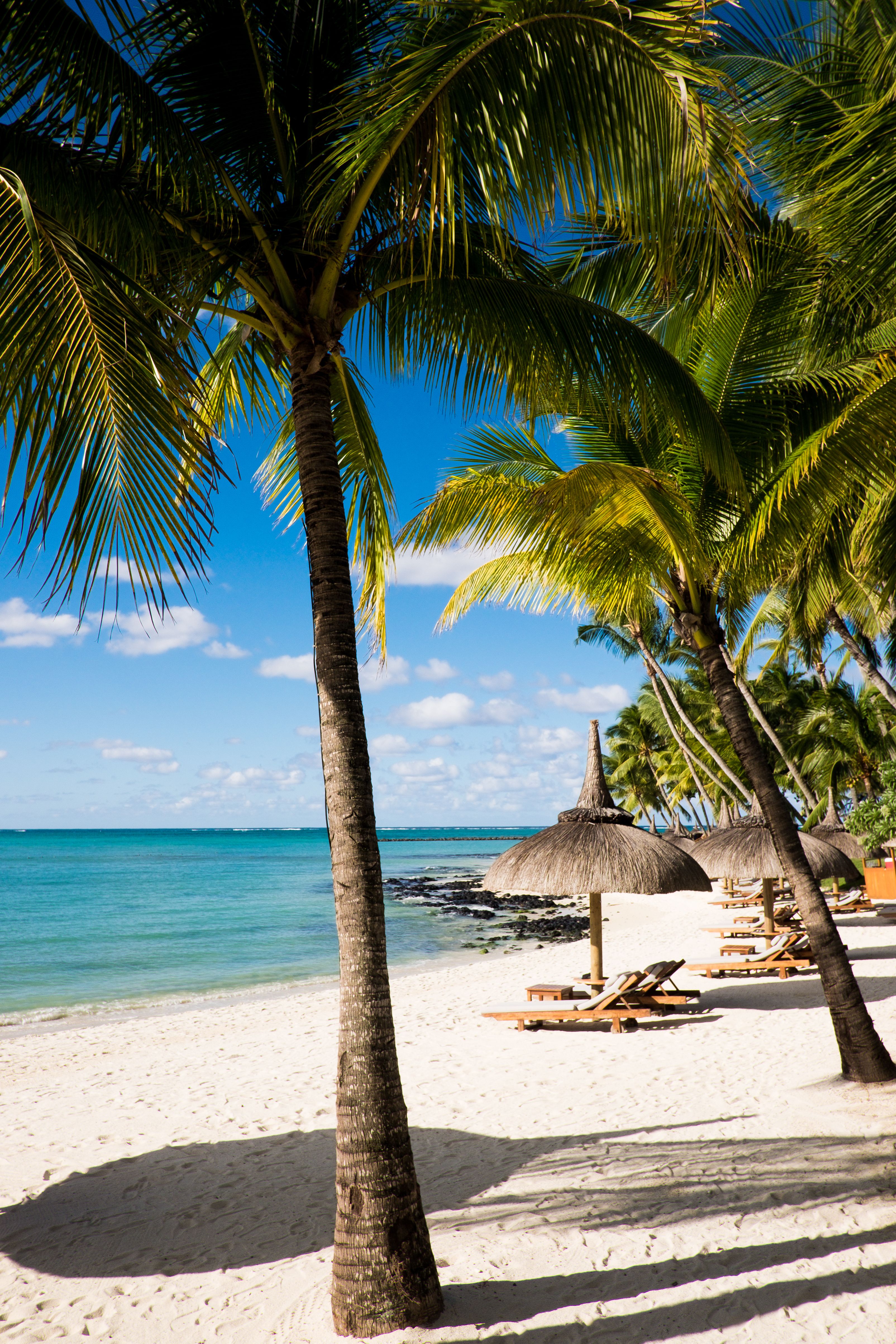 beach with palm trees