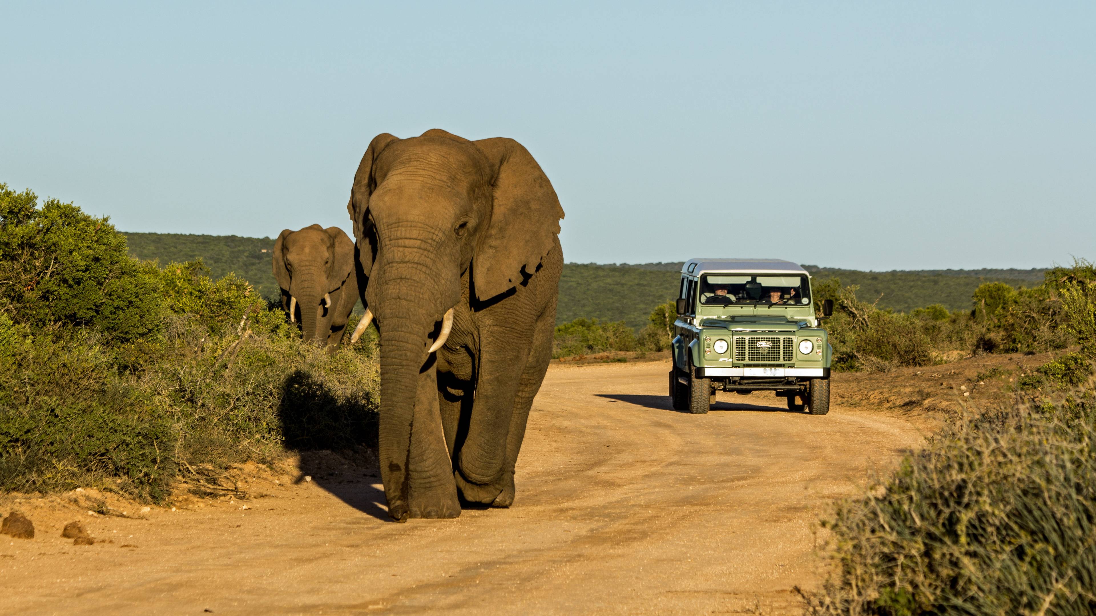 safari in sudafrica tra gli elefanti