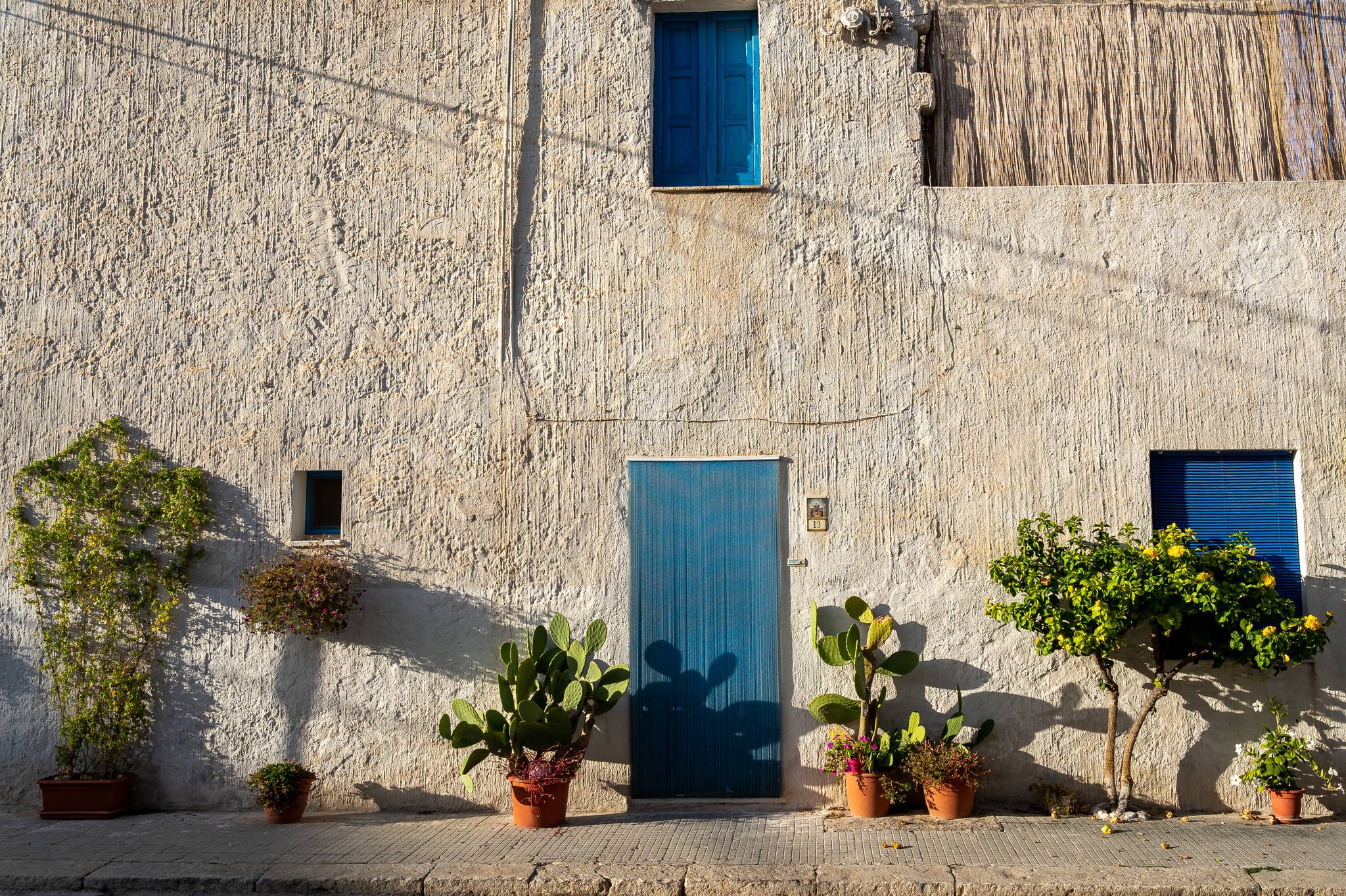 fichi d india san vito lo capo